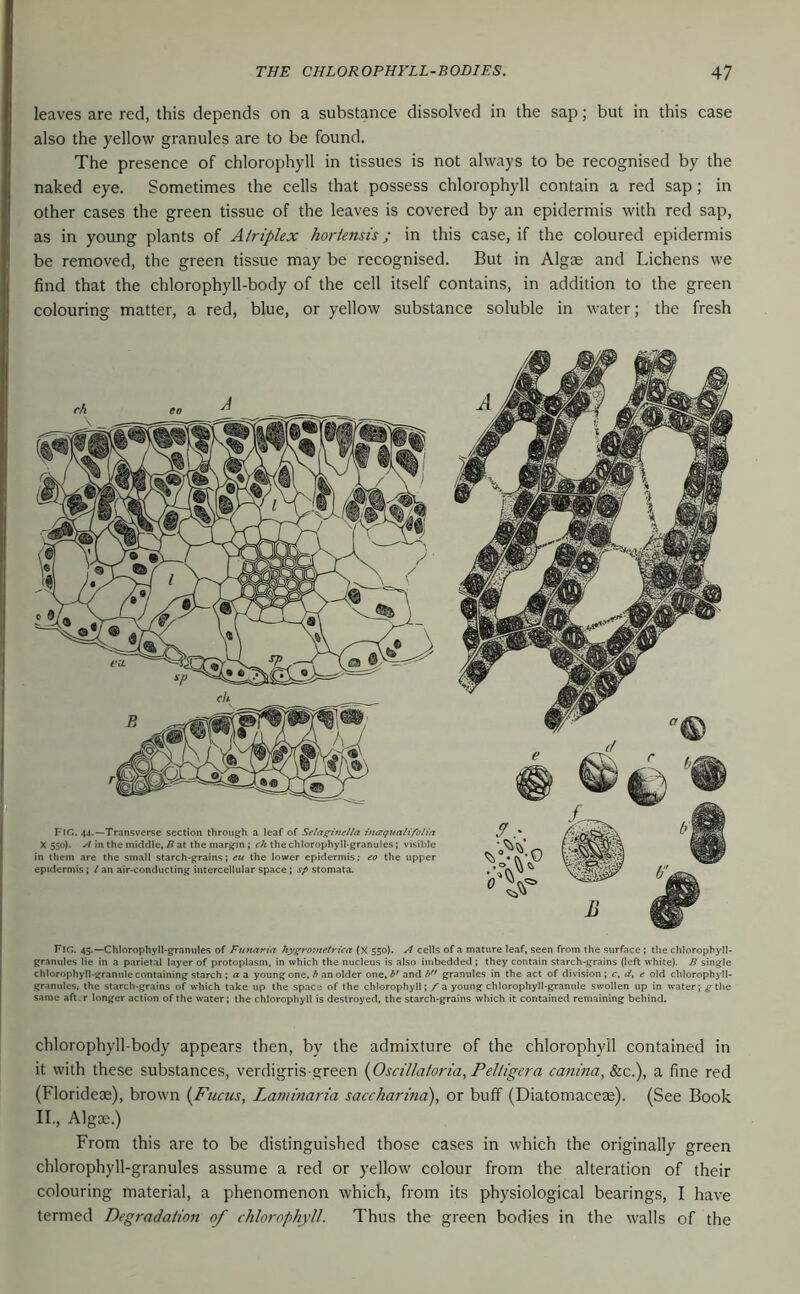 leaves are red, this depends on a substance dissolved in the sap; but in this case also the yellow granules are to be found. The presence of chlorophyll in tissues is not always to be recognised by the naked eye. Sometimes the cells that possess chlorophyll contain a red sap; in other cases the green tissue of the leaves is covered by an epidermis with red sap, as in young plants of Atriplex horlensts; in this case, if the coloured epidermis be removed, the green tissue may be recognised. But in Algae and Lichens we find that the chlorophyll-body of the cell itself contains, in addition to the green colouring matter, a red, blue, or yellow substance soluble in water; the fresh Fig. 44.—Transverse section through a leaf of Sflag-inella incequatifolia X 550). W in the middle, Ä at the margin ; <•//the chlorophyll-granules; visible in them are the small starch-grains; eu the lower epidermis; eo the upper epidermis; t an air-conducting intercellular space; sp stomata. Fig. 45.—Chlorophyll-granules of Funaria hygronietrica (X SSo). A cells of a mature leaf, seen from the surface; the chlorophyll- granules lie in a parietal layer of protoplasm, in which the nucleus is also imbedded; they contain starch-grains (left white). B single chlorophyll-granule containing starch ; «a young one, d an older one, and granules in the act of division; c, d, e old chlorophyll- granules. the starch-grains of which take up the space of the chlorophyll; f a young chlorophyll-granule swollen up in water; .^-the same aft.r longer action of the water; the chlorophyll is destroyed, the starch-grains which it contained remaining beliind. chlorophyll-body appears then, by the admixture of the chlorophyll contained in it with these substances, verdigris-green (Oscillatoria, Peltigcra canina, &c.), a fine red (Florideie), brown {Fucus, Laminaria saccharina), or buff (Diatomaceae). (See Book II., Algae.) From this are to be distinguished those cases in which the originally green chlorophyll-granules assume a red or yellow colour from the alteration of their colouring material, a phenomenon which, from its physiological bearings, I have termed Degradation of chlorophyll. Thus the green bodies in the walls of the