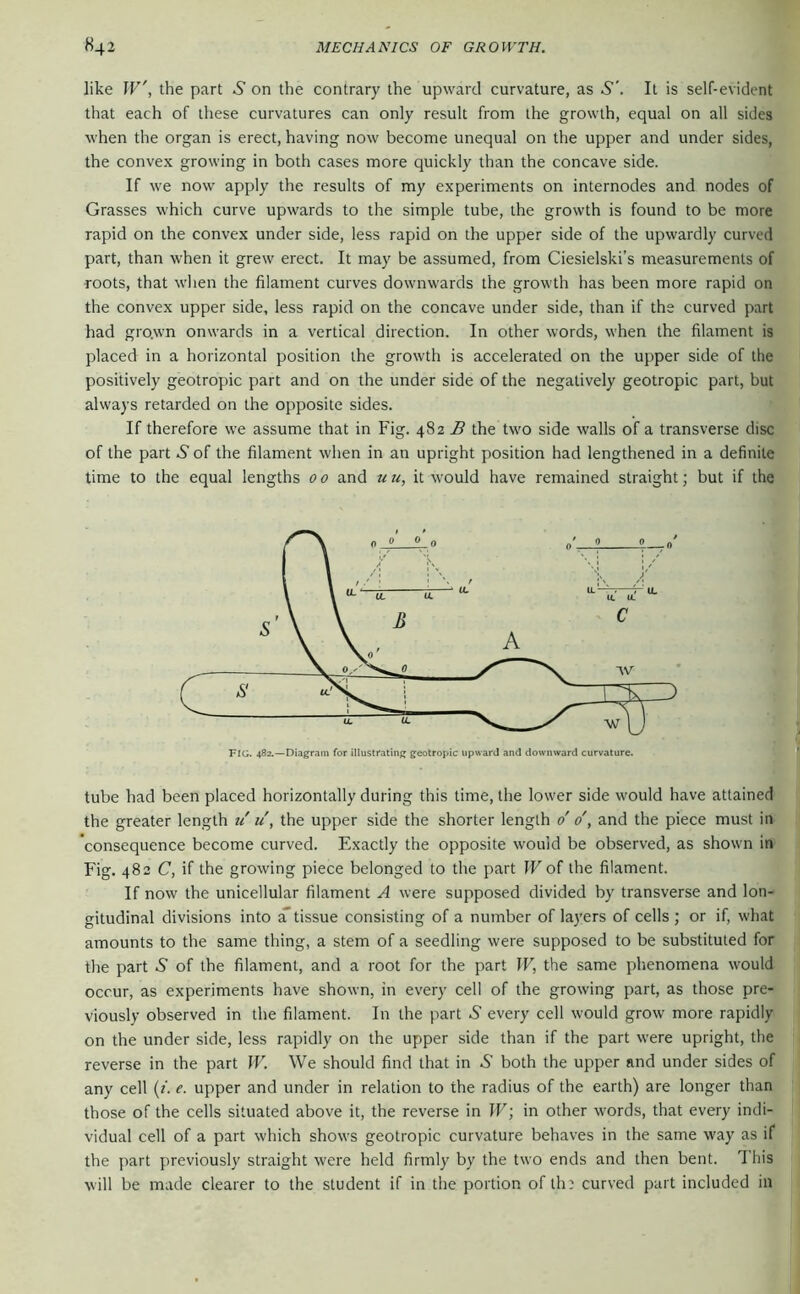 like W', the part .S’ on the contrary the upward curvature, as S’. It is self-evident that each of these curvatures can only result from the growth, equal on all sides when the organ is erect, having now become unequal on the upper and under sides, the convex growing in both cases more quickly than the concave side. If we now apply the results of my experiments on internodes and nodes of Grasses which curve upwards to the simple tube, the growth is found to be more rapid on the convex under side, less rapid on the upper side of the upwardly curved part, than when it grew erect. It may be assumed, from Ciesielski’s measurements of roots, that when the filament curves downwards the growth has been more rapid on the convex upper side, less rapid on the concave under side, than if the curved part had grown onwards in a vertical direction. In other words, when the filament is placed in a horizontal position the growth is accelerated on the upper side of the positively geotropic part and on the under side of the negatively geotropic part, but always retarded on the opposite sides. If therefore we assume that in Fig. 482 the two side walls of a transverse disc of the part 6 of the filament when in an upright position had lengthened in a definite time to the equal lengths 0 0 and u u, it would have remained straight; but if the FIG. 482.—Diagram for illustrating geotropic upward and downward curvature. tube had been placed horizontally during this time, the lower side would have attained the greater length u u, the upper side the shorter length do, and the piece must in ’consequence become curved. Exactly the opposite would be observed, as shown in Fig. 482 C, if the growing piece belonged to the part W of the filament. If now the unicellular filament A were supposed divided by transverse and lon- gitudinal divisions into a tissue consisting of a number of layers of cells ; or if, what amounts to the same thing, a stem of a seedling were supposed to be substituted for the part 5 of the filament, and a root for the part W, the same phenomena would occur, as experiments have shown, in every cell of the growing part, as those pre- viously observed in the filament. In the part .S' every cell would grow more rapidly on the under side, less rapidly on the upper side than if the part were upright, the reverse in the part W. We should find that in S both the upper and under sides of any cell (f. e. upper and under in relation to the radius of the earth) are longer than those of the cells situated above it, the reverse in W; in other words, that every indi- vidual cell of a part which shows geotropic curvature behaves in the same way as if the part previously straight were held firmly by the two ends and then bent. This will be m.;de clearer to the student if in the portion ofth: curved part included in