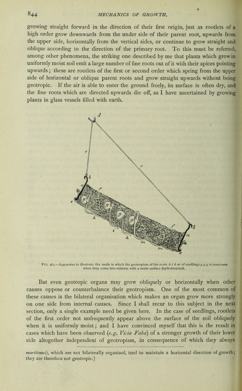 growing straight forward in the direction of their first origin, just as rootlets of a high order grow downwards from the under side of their parent root, upwards from the upper side, horizontally from the vertical sides, or continue to grow straight and oblique according to the direction of the primary root. To this must be referred, among other phenomena, the striking one described by me that plants which grow in uniformly moist soil emit a large number of fine roots out of it with their apices pointing upwards; these are rootlets of the first or second order which spring from the upper side of horizontal or oblique parent roots and grow straight upwards without being geotropic. If the air is able to enter the ground freely, its surface is often dry, and the fine roots which are directed upwards die off, as I have ascertained by growing plants in glass vessels filled with earth. Fig. 483.—Apparatus to illustrate the mode in which the geotropism of the roots h i k m of seedlings is overcome when they come into relation with a moist surface (hydrotropism). But even geotropic organs may grow obliquely or horizontally when other causes oppose or counterbalance their geotropism. One of the most common of these causes is the bilateral organisation which makes an organ grow more strongly on one side from internal causes. Since I shall recur to this subject in the next section, only a single example need be given here. In the case of seedlings, rootlets of the first order not unfrequently appear above the surface of the soil obliquely when it is uniformly moist; and I have convinced myself that this is the result in cases which have been observed {e.g. Vicia Faba) of a stronger growth of their lower side altogether independent of geotropism, in consequence of which they always maritimus), which are not bilaterally organised, tend to maintain a horizontal direction of growth; they are therefore not geotropic.]