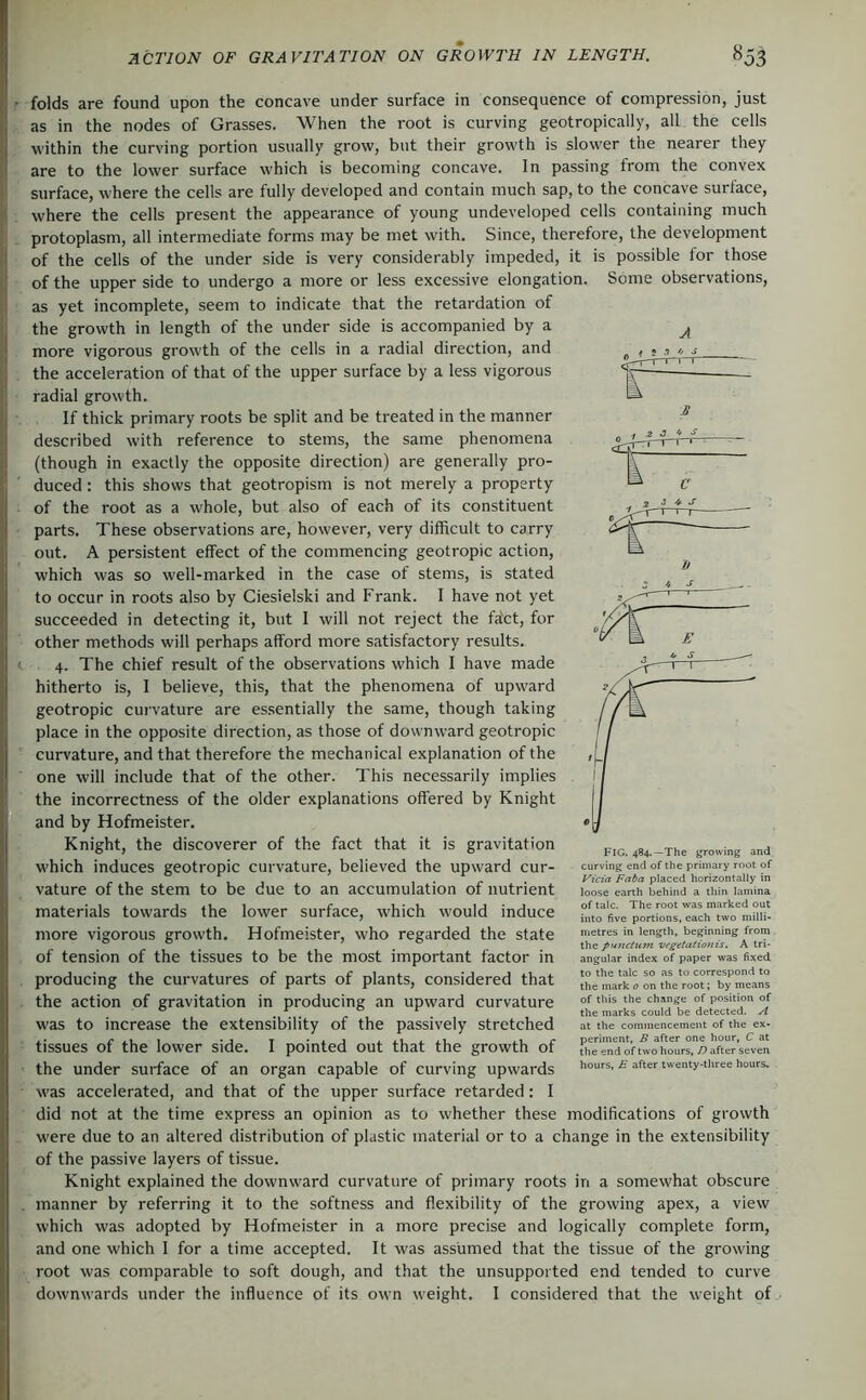 ' folds are found upon the concave under surface in consequence of compression, just as in the nodes of Grasses. When the root is curving geotropically, all the cells within the curving portion usually grow, but their growth is slower the nearer they Iare to the lower surface which is becoming concave. In passing from the convex surface, where the cells are fully developed and contain much sap, to the concave surlace, where the cells present the appearance of young undeveloped cells containing much protoplasm, all intermediate forms may be met with. Since, therefore, the development il of the cells of the under side is very considerably impeded, it is possible for those J of the upper side to undergo a more or less excessive elongation. Some observations, as yet incomplete, seem to indicate that the retardation of the growth in length of the under side is accompanied by a more vigorous growth of the cells in a radial direction, and the acceleration of that of the upper surface by a less vigorous radial growth. If thick primary roots be split and be treated in the manner described with reference to stems, the same phenomena (though in exactly the opposite direction) are generally pro- duced : this shows that geotropism is not merely a property of the root as a whole, but also of each of its constituent parts. These observations are, however, very difficult to carry out. A persistent effect of the commencing geotropic action, which was so well-marked in the case of stems, is stated to occur in roots also by Ciesielski and Frank. I have not yet succeeded in detecting it, but I will not reject the fa'ct, for other methods will perhaps afford more satisfactory results. <. 4. The chief result of the observations which I have made hitherto is, I believe, this, that the phenomena of upward geotropic curvature are essentially the same, though taking place in the opposite direction, as those of downward geotropic curvature, and that therefore the mechanical explanation of the one will include that of the other. This necessarily implies the incorrectness of the older explanations offered by Knight and by Hofmeister. Knight, the discoverer of the fact that it is gravitation which induces geotropic curvature, believed the upward cur- vature of the stem to be due to an accumulation of nutrient materials towards the lower surface, which would induce more vigorous growth. Hofmeister, who regarded the state of tension of the tissues to be the most important factor in producing the curvatures of parts of plants, considered that the action of gravitation in producing an upward curvature was to increase the extensibility of the passively stretched tissues of the lower side. I pointed out that the growth of the under surface of an organ capable of curving upwards was accelerated, and that of the upper surface retarded: I did not at the time express an opinion as to whether these modifications of growth were due to an altered distribution of plastic material or to a change in the extensibility of the passive layers of tissue. Knight explained the downward curvature of primary roots in a somewhat obscure . manner by referring it to the softness and flexibility of the growing apex, a view which was adopted by Hofmeister in a more precise and logically complete form, and one which I for a time accepted. It was assumed that the tissue of the growing root was comparable to soft dough, and that the unsupported end tended to curve downwards under the influence of its own weight. I considered that the weight of A FIG. 484.—The growing and curving end of the primary root of yicia Faba placed horizontally in loose earth behind a thin lamina of talc. The root was marked out into five portions, each two milli- metres in length, beginning from the punctum vegetationis. A tri- angular index of paper was fixed to the talc so as to correspond to the mark o on the root; by means of this the change of position of the marks could be detected. A at the commencement of the ex- periment, B after one hour, C at the end of two hours, D after seven hours, E after twenty-three hours.