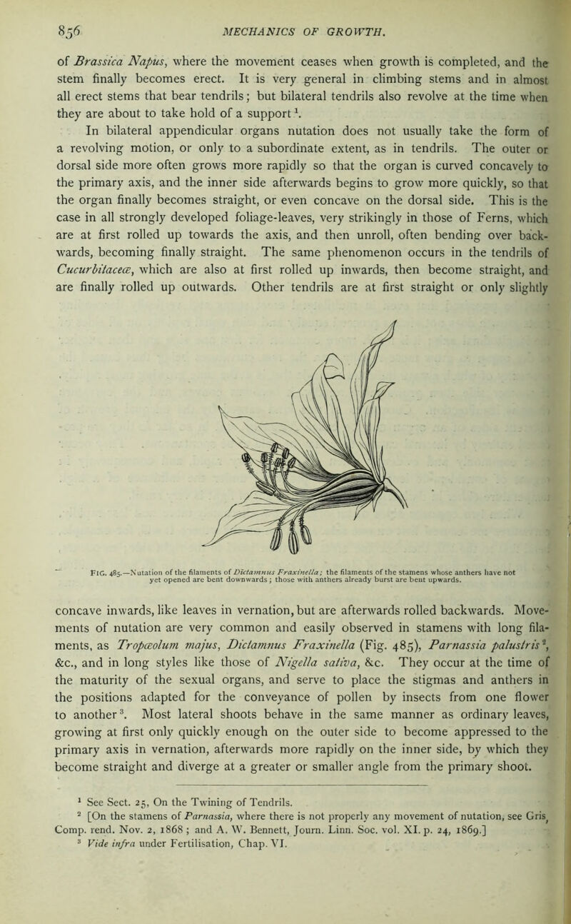 of Brassica Napus, where the movement ceases when growth is completed, and the stem finally becomes erect. It is very general in climbing stems and in almost all erect stems that bear tendrils; but bilateral tendrils also revolve at the time when they are about to take hold of a support h In bilateral appendicular organs nutation does not usually take the form of a revolving motion, or only to a subordinate extent, as in tendrils. The outer or dorsal side more often grows more rapidly so that the organ is curved concavely to the primary axis, and the inner side afterwards begins to grow more quickly, so that the organ finally becomes straight, or even concave on the dorsal side. This is the case in all strongly developed foliage-leaves, very strikingly in those of Ferns, which are at first rolled up towards the axis, and then unroll, often bending over back- wards, becoming finally straight. The same phenomenon occurs in the tendrils of CucurbitacecE, which are also at first rolled up inwards, then become straight, and are finally rolled up outwards. Other tendrils are at first straight or only slightly concave inwards, like leaves in vernation, but are afterwards rolled backwards. Move- ments of nutation are very common and easily observed in stamens with long fila- ments, as TropcEolum majus, Diclamtms Fraxinella (Fig. 485), Parnassia paluslris‘‘, &c., and in long styles like those of Nigella saliva, &c. They occur at the time of the maturity of the sexual organs, and serve to place the stigmas and anthers in the positions adapted for the conveyance of pollen by insects from one flower to another®. Most lateral shoots behave in the same manner as ordinary leaves, growing at first only quickly enough on the outer side to become appressed to the primary axis in vernation, afterwards more rapidly on the inner side, by which they become straight and diverge at a greater or smaller angle from the primary shoot. * See Sect. 25, On the Twining of Tendrils. [On the stamens of Parnassia, where there is not properly any movement of nutation, see Gris^ Comp. rend. Nov. 2, 1868 ; and A. W. Bennett, Journ. Linn. Soc. vol. XI. p. 24, 1869.] “ Vide infra under Fertilisation, Chap. VI. Fig. 485.—Nutation of the filaments of Dlctamnus Fraxinella; the filaments of tlie stamens whose anthers have not yet opened are bent downwards; those with anthers already burst are bent upwards.