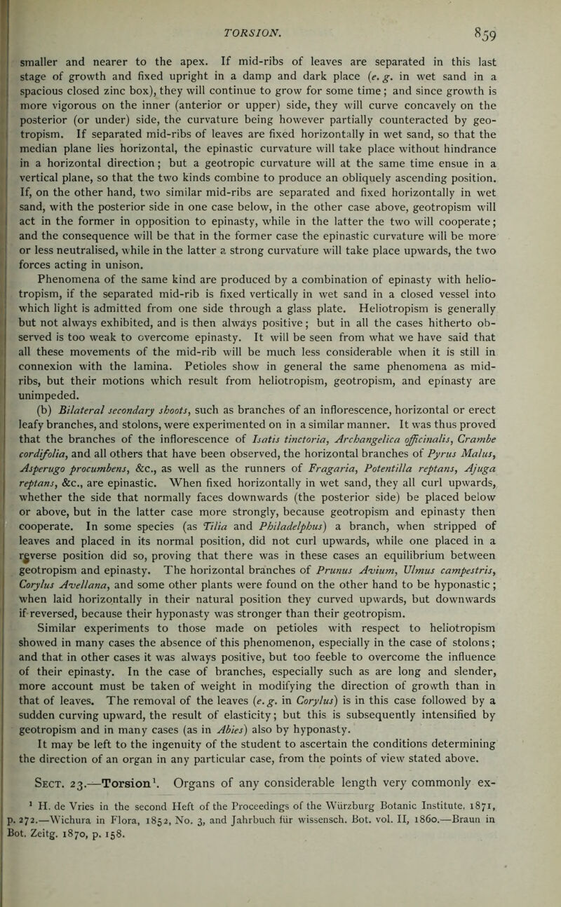 smaller and nearer to the apex. If mid-ribs of leaves are separated in this last i stage of growth and fixed upright in a damp and dark place (e. g. in wet sand in a I spacious closed zinc box), they will continue to grow for some time; and since growth is I more vigorous on the inner (anterior or upper) side, they will curve concavely on the 1 posterior (or under) side, the curvature being however partially counteracted by geo- I tropism. If separated mid-ribs of leaves are fixed horizontally in wet sand, so that the median plane lies horizontal, the epinastic curvature will take place without hindrance I in a horizontal direction; but a geotropic curvature will at the same time ensue in a vertical plane, so that the two kinds combine to produce an obliquely ascending position. ] If, on the other hand, two similar mid-ribs are separated and fixed horizontally in wet sand, with the posterior side in one case below, in the other case above, geotropism will I act in the former in opposition to epinasty, while in the latter the two will cooperate; and the consequence will be that in the former case the epinastic curvature will be more I or less neutralised, while in the latter a strong curvature will take place upwards, the two forces acting in unison. Phenomena of the same kind are produced by a combination of epinasty with helio- tropism, if the separated mid-rib is fixed vertically in wet sand in a closed vessel into which light is admitted from one side through a glass plate. Heliotropism is generally but not always exhibited, and is then always positive; but in all the cases hitherto ob- served is too weak to overcome epinasty. It will be seen from what we have said that all these movements of the mid-rib will be much less considerable when it is still in connexion with the lamina. Petioles show in general the same phenomena as mid- ribs, but their motions which result from heliotropism, geotropism, and epinasty are unimpeded. (b) Bilateral secondary shoots, such as branches of an inflorescence, horizontal or erect leafy branches, and stolons, were experimented on in a similar manner. It was thus proved that the branches of the inflorescence of Isatis tinctoria, Archangelica officinalis, Crambe cordifolia, and all others that have been observed, the horizontal branches of Pyrus Malus, Asperugo procumbens, &c., as well as the runners of Fragaria, Potentilla reptans, Ajuga reptans, &c., are epinastic. When fixed horizontally in wet sand, they all curl upwards, whether the side that normally faces downwards (the posterior side) be placed below or above, but in the latter case more strongly, because geotropism and epinasty then cooperate. In some species (as Tilia and Philadelphus) a branch, when stripped of leaves and placed in its normal position, did not curl upwards, while one placed in a reverse position did so, proving that there was in these cases an equilibrium between geotropism and epinasty. The horizontal branches of Prunus A-vium, Ulmus campestris, Corylus A-vellana, and some other plants were found on the other hand to be hyponastic; when laid horizontally in their natural position they curved upwards, but downwards if reversed, because their hyponasty was stronger than their geotropism. Similar experiments to those made on petioles with respect to heliotropism showed in many cases the absence of this phenomenon, especially in the case of stolons; and that in other cases it was always positive, but too feeble to overcome the influence of their epinasty. In the case of branches, especially such as are long and slender, more account must be taken of weight in modifying the direction of growth than in that of leaves. The removal of the leaves (e.g. in Corylus) is in this case followed by a sudden curving upward, the result of elasticity; but this is subsequently intensified by geotropism and in many cases (as in Abies) also by hyponasty. It may be left to the ingenuity of the student to ascertain the conditions determining the direction of an organ in any particular case, from the points of view stated above. Sect. 23.—Torsion'. Organs of any considerable length very commonly ex- ' H. de Vries in the second Heft of the Proceedings of the Würzburg Botanic Institute, 1871, p. 272.—Wichura in Flora, 1852, No. 3, and Jahrbuch für wissensch. Bot. vol. II, i860.—Braun in Bot. Zeitg. 1870, p. 158.