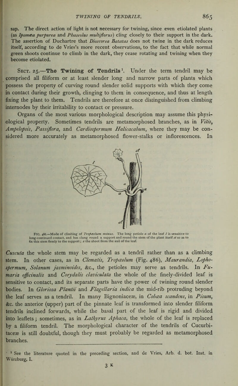 [ sap. The direct action of light is not necessary for twining, since even etiolated plants I (as Ipomoea purpurea and Phaseolus multiflorus) cling closely to their support in the dark. I The assertion of Duchartre that Dioscorea Batatas does not twine in the dark reduces I itself, according to de Vries’s more recent observations, to the fact that while normal green shoots continue to climb in the dark, they cease rotating and twining when they become etiolated. Sect. 25.—The Twining of Tendrils^. Under the term tendril may be 1 comprised all filiform or at least slender long and narrow parts of plants which possess the property of curving round slender solid supports with which they come I in contact during their growth, clinging to them in consequence, and thus at length [ fixing the plant to them. Tendrils are therefore at once distinguished from climbing internodes by their irritability to contact or pressure. Organs of the most various morphological description may assume this physi- I ological property. Sometimes tendrils are metamorphosed branches, as in Vitis, : Ampelopsis, Passiflora, and Cardiospermum Halicacabum, where they may be con- sidered more accurately as metamorphosed flower-stalks or inflorescences. In Fig. 486.—Mode of climbing of Tropaotum minus. The long petiole a of the leaf t is sensitive to long-continued contact, and has clung round a support and round the stem of the plant itself st so as to fix this stem firmly to the support; z the shoot from the axil of the leaf. Cuscuia the whole stem may be regarded as a tendril rather than as a climbing stem. In other cases, as in Clematis, Tropceolum (Fig. 486), Maurandia, Lopho- spermum, Solanum jasminoides, &c., the petioles may serve as tendrils. In Fu- maria officinalis and Corydalis claviculaia the whole of the finely-divided leaf is sensitive to contact, and its separate parts have the power of twining round slender bodies. In Gloriosa Plantii and Flagellaria indica the mid-rib protruding beyond the leaf serves as a tendril. In many Bignoniaceae, in Cobcsa scandens, in Pisum, &c. the anterior (upper) part of the pinnate leaf is transformed into slender filiform tendrils inclined forwards, while the basal part of the leaf is rigid and divided into leaflets; sometimes, as in Lathyrus Aphaca, the whole of the leaf is replaced by a filiform tendril. The morphological character of the tendrils of Cucurbi- taceae is still doubtful, though they must probably be regarded as metamorphosed branches. ■ * See the literature quoted in the preceding section, and de Vries, Arb. d. bot. Inst, in Wiirzburg, I.