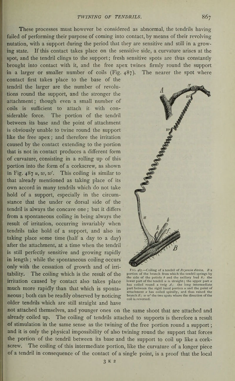 These processes must however be considered as abnormal, the tendrils having failed of performing their purpose of coming into contact, by means of their revolving nutation, with a support during the period that they are sensitive and still in a grow- ' ing state. If this contact takes place on the sensitive side, a curvature arises at the spot, and the tendril clings to the support; fresh sensitive spots are thus constantly brought into contact with it, and the free apex twines firmly round the support in a larger or smaller number of coils (Fig. 487). The nearer the spot where contact first takes place to the base of the tendril the larger are the number of revolu- tions round the support, and the stronger the attachment; though even a small number of coils is sufficient to attach it with con- siderable force. The portion of the tendril between its base and the point of attachment is obviously unable to twine round the support like the free apex; and therefore the irritation caused by the contact extending to the portion that is not in contact produces a different form of curvature, consisting in a rolling up of this portion into the form of a corkscrew, as shown in Fig. 487 u, w, w'. This coiling is similar to that already mentioned as taking place of its own accord in many tendrils which do not take hold of a support, especially in the circum- stance that the under or dorsal side of the tendril is always the concave one; but it differs from a spontaneous coiling in being always the ? result of irritation, occurring invariably when tendrils take hold of a support, and also in taking place .some time (half a day to a day) after the attachment, at a time when the tendril is still perfectly sensitive and growing rapidly in length; while the spontaneous coiling occurs only with the cessation of growth and of irri- ^ ^ Fig. 487.—Coiling of z tendril of Bryomn efioica. Bz tability. The coiling which is the result of the portion or the branch from which the tendril springs by ° the side of the petiole & and the axillary bud k; the irritation caused by contact also takes place lower pan of the tendrU » is straight; the upper pan At ^ ^ has coiled round a twig the long interntediate much more rapidly than that which S SpOntä” between the rigid basal portion u and the point of ^ ^ ^ attachment x has coiled spirally, and thus raised the neous ; both can be readily observed by noticing branch ä,- rert/'the two spots where the direction of the ■' y o reversed. older tendrils which are still straight and have not attached themselves, and younger ones on the same shoot that are attached and already coiled up. The coiling of tendrils attached to supports is therefore a result of stimulation in the same sense as the twining of the free portion round a support; and it is only the physical impossibility of also twining round the support that forces the portion of the tendril between its base and the support to coil up like a cork- screw. The coiling of this intermediate portion, like the curvature of a longer piece of a tendril in consequence of the contact of a single point, is a proof that the local 3 K 2