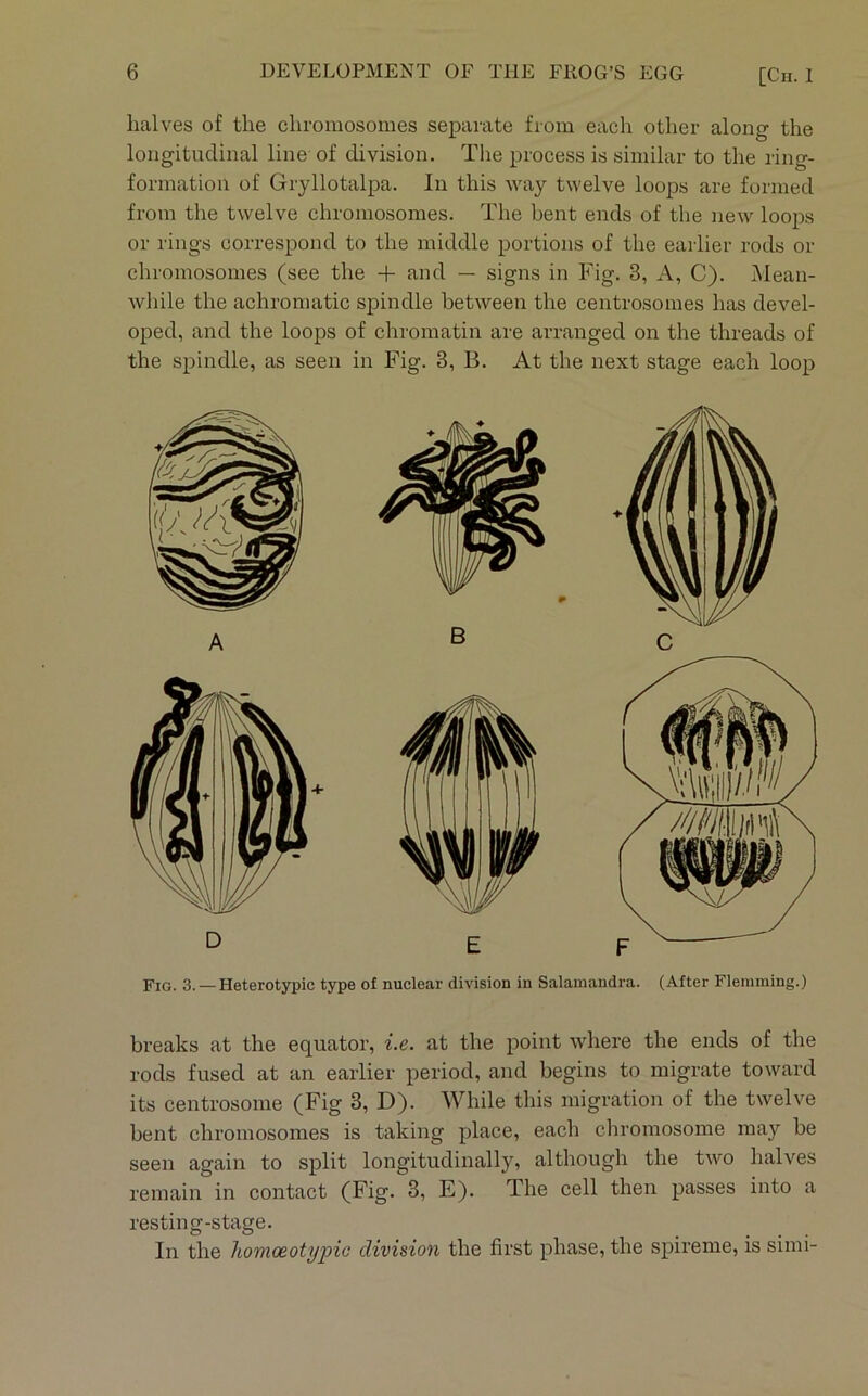 halves of the chromosomes separate from each other along the longitudinal line of division. The process is similar to the ring- formation of Gryllotalpa. In this way twelve loops are formed from the twelve chromosomes. The bent ends of the new loops or rings correspond to the middle portions of the earlier rods or chromosomes (see the -f and — signs in Fig. 3, A, C). JMean- while the achromatic spindle between the centrosomes has devel- oped, and the loops of chromatin are arranged on the threads of the spindle, as seen in Fig. 3, B. At the next stage each loop breaks at the equator, i.e. at the point where the ends of the rods fused at an earlier period, and begins to migrate toward its centrosome (Fig 3, D). While this migration of the twelve bent chromosomes is taking place, each chromosome may be seen again to split longitudinally, although the two halves remain in contact (Fig. 3, E). The cell then passes into a resting-stage. In the homoeotyinc division the first phase, the spireme, is simi-