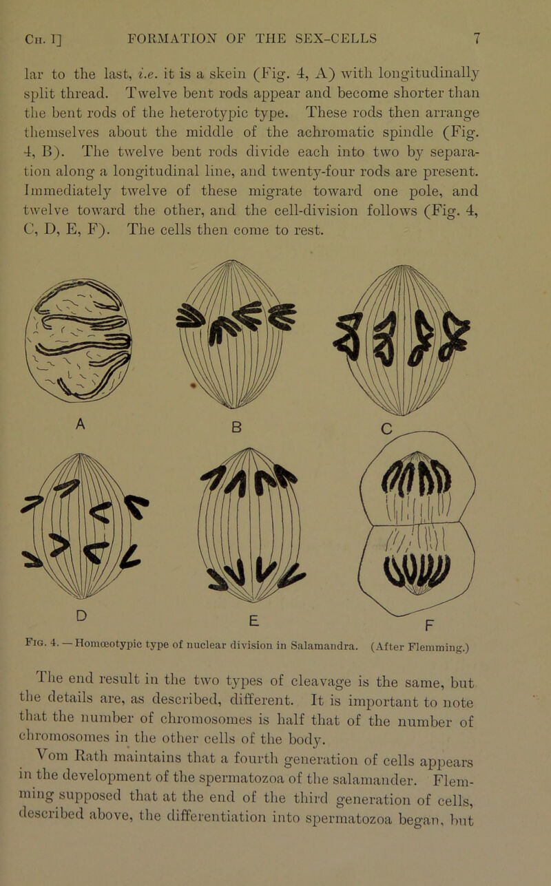 lar to the last, i.e. it is a skein (Fig. 4, A) with longitudinally split thread. Twelve bent rods appear and become shorter than the bent rods of the heterotypic type. These rods then arrange themselves about the middle of the achromatic spindle (Fig. 4, B). The twelve bent rods divide each into two by separa- tion along a longitudinal line, and twenty-four rods are present. Immediately twelve of these migrate toward one pole, and twelve toward the other, and the cell-division follows (Fig. 4, C, D, E, F). The cells then come to rest. Fig. 4. — Homoeotypic type of nuclear division in Salamandra. (After Flemming.) 1 he end result iii the two t3qies of cleavage is the same, but the details are, as described, different. It is important to note that the number of chromosomes is half that of the number of cliromosomes in the other cells of the body. Vom Rath maintains that a fourth generation of cells apjjears in the development of the spermatozoa of the salamander. Flem- ming supposed that at the end of the third generation of cells, described above, the differentiation into spermatozoa began, but