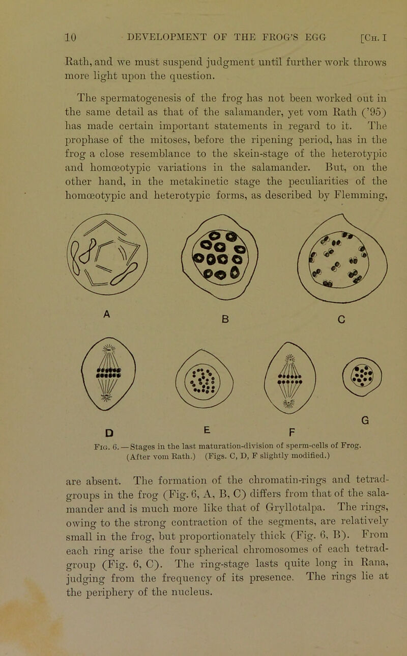 Rath, and we must suspend judgment until further work throws more light upon the question. The spermatogenesis of the frog has not been worked out in the same detail as that of the salamander, yet vom Rath (’95) has made certain important statements in regard to it. Tlie prophase of the mitoses, before the ripening period, has in the frog a close resemblance to the skein-stage of the heterotypic and homoeotypic variations in the salamander. But, on the other hand, in the metakinetic stage the peculiarities of the homoeotypic and heterotypic forms, as described by Flemming, Fig. 6. — Stages in the last maturation-division of sperm-cells of Frog. (After vom Rath.) (Figs. C, D, F slightly modified.) are absent. The formation of the chromatin-rings and tetrad- groups in the frog (Fig. 6, A, B, C) differs from that of the sala- mander and is much more like that of Giyllotalpa. The rings, owing to the strong contraction of the segments, are relatively small in the frog, but proportionately thick (Fig. 6. B). From each ring arise the four spherical chromosomes of each tetrad- group (Fig. 6, C). The ring-stage lasts quite long in Rana, judging from the frequency of its presence. The rings lie at the periphery of the nucleus.