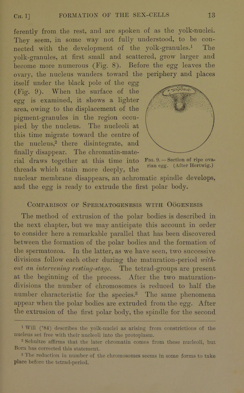 ferently from the rest, and are spoken of as the yolk-nuclei. They seem, in some way not fully understood, to be con- nected with the development of the yolk-granules.^ The yolk-granules, at first small and scattered, grow larger and become more numerous (Fig. 8). Before the egg leaves the ovaiy, the nucleus wanders toward the periphery and places itself under the black pole of the egg (Fig. 9). When the surface of the egg is examined, it shows a lighter area, owing to the displacement of the pigment-granules in the region occu- pied by the nucleus. The nucleoli at this time migrate toward the centre of the nucleus,^ there disintegrate, and finally disappear. The chromatin-mate- rial draws together at this time into Fig. 9. — Section of ripe ova- 1 • 1 4. • I I 4.1 rian egg. (After Hertwig.) threads which stain more deeply, the nuclear membrane disappears, an achromatic spindle develops, and the egg is ready to extrude the first polar body. Comparison of Spermatogenesis with Oogenesis The method of extrusion of the polar bodies is described in the next chapter, but we may anticipate this account in order to consider here a remarkable parallel that has been discovered between the formation of the polar bodies and the formation of the spermatozoa. In the latter, as we have seen, two successive divisions follow each other during the maturation-period ivith- out an intervening re sting-stage. The tetrad-groups are present at the beginning of the process. After the two maturation- divisions the number of chromosomes is reduced to half the number characteristic for the species.® The same phenomena appear when the polar bodies are extruded from the egg. After the extrusion of the first polar body, the spindle for the second 1 Will (’84) describes the yolk-nuclei as arising from constrictions of the nucleus set free with their nucleoli into the protoplasm. Schultze affirms that the later chromatin comes from these nucleoli, but Born has corrected this statement. 3 'I'he reduction in number of the chromosomes seems in some forms to take place before the tetrad-period.