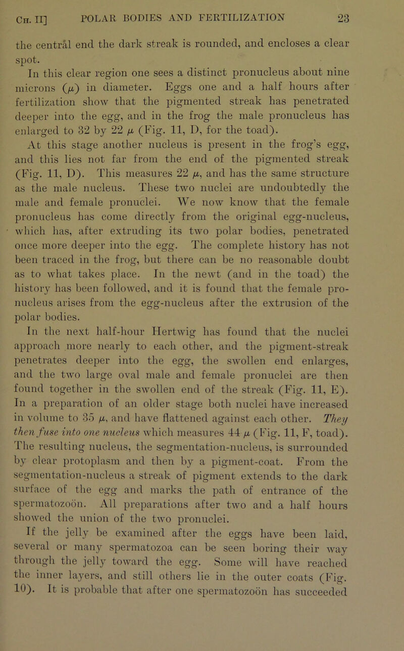the central end the dark streak is rounded, and encloses a clear spot. In this clear region one sees a distinct pronucleus about nine microns (/x) in diameter. Eggs one and a half hours after fertilization show that the pigmented streak has penetrated deeper into tlie egg, and in the frog the male pronucleus has enlarged to 32 by 22 /x (Fig. 11, D, for the toad). At this stage another nucleus is present in the frog’s egg, and this lies not far from the end of the pigmented streak (Fig. 11, D). This measures 22 /x, and has the same structure as the male nucleus. These two nuclei are undoubtedly the male and female pronuclei. We now know that the female pronucleus has come directly from the original egg-nucleus, which has, after extruding its two polar bodies, penetrated once more deeper into the egg. The complete history has not been traced in the frog, but there can be no reasonable doubt as to what takes place. In the newt (and in the toad) the history has been followed, and it is found that the female pro- nucleus arises from the egg-nucleus after the extrusion of the polar bodies. In the next half-hour Hertwig has found that the nuclei approach more nearly to each other, and the pigment-streak penetrates deeper into the egg, the swollen end enlarges, and the two large oval male and female pronuclei are then found together in the swollen end of the streak (Fig. 11, E). In a preparation of an older stage both nuclei have increased in volume to 35 /tx, and have flattened against each other. They then fuse into one nucleus which measures 44 y (Fig. 11, F, toad). The resulting nucleus, the segmentation-nucleus, is surrounded by clear protoplasm and then by a pigment-coat. From the segmentation-nucleus a streak of pigment extends to the dark surface of the egg and marks the path of entrance of the spermatozoon. All preparations after two and a half hours showed the union of the two pronuclei. If the jelly be examined after the eggs have been laid, several or many spermatozoa can be seen boring their way through the jelly toward the egg. Some will have reached the inner layers, and still others lie in the outer coats (Fig. 10). It is probable that after one spermatozoon has succeeded