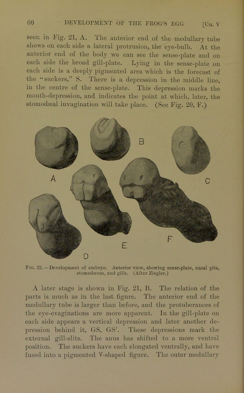 seen in Mg. 21, A. The anterior end of the medullary tube shows on each side a lateral protrusion, the eye-bulb. At the anterior end of the body we can see the sense-plate and on each side the broad gill-plate. Lying in the sense-plate on each side is a deeply pigmented area which is the forecast of the “suckers,” S. There is a depression in the middle line, in the centre of the sense-plate. This depression marks the mouth-depression, and indicates the point at which, later, the stomodieal invagination will take place. (See Fig. 20, F.) Fig. 22. — Development of embryo. Anterior view, showing sense-plate, nasal pits, stomoclieum, and gills. (After Ziegler.) A later stage is shown in Fig. 21, B. The relation of the parts is much as in the last figure. The anterior end of the medullary tube is larger than before, and the protuberances of the eye-evaginations are more apparent. In the gill-plate on each side appears a vertical depression and later another de- pression behind it, GS, GS'. These depressions mark the external gill-slits. The anus has shifted to a more ventral position. The suckers have each elongated ventrally, and liave fused into a pigmented V-shaped figure. The outer medullary