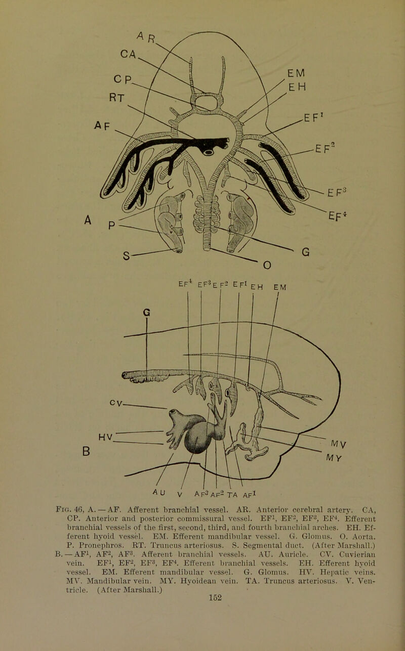 CA Fig. 46, A. — AF. Afferent branchial vessel. AR. Anterior cerebral artery. CA, CP. Anterior and posterior commissural vessel. EF^, EF-, EF^, EF-*. Efferent branchial vessels of the first, second, third, and fourth branchial arches. EH. Ef- ferent hyoid vessel. EM. Efferent mandibular vessel. G. Glomus. O. Aorta. P. Pronephros. RT. Truncus arteriosus. S. Segmental duet. (After Marshall.) B.—AFi, AF2, AF3. Afferent branchial vessels. AU. Auricle. CV. Cuvierian vein. EFt, EF^, EF^, EF'*. Efferent briincliial vessels. EH. Efferent hyoid vessel. EM. Efferent mandibular vessel. 6. Glomus. HV. Hepatic veins. MV. Mandibular vein. MY. Hyoidean vein. TA. Truncus arteriosus. V. Ven- tricle. (After Marshall.)