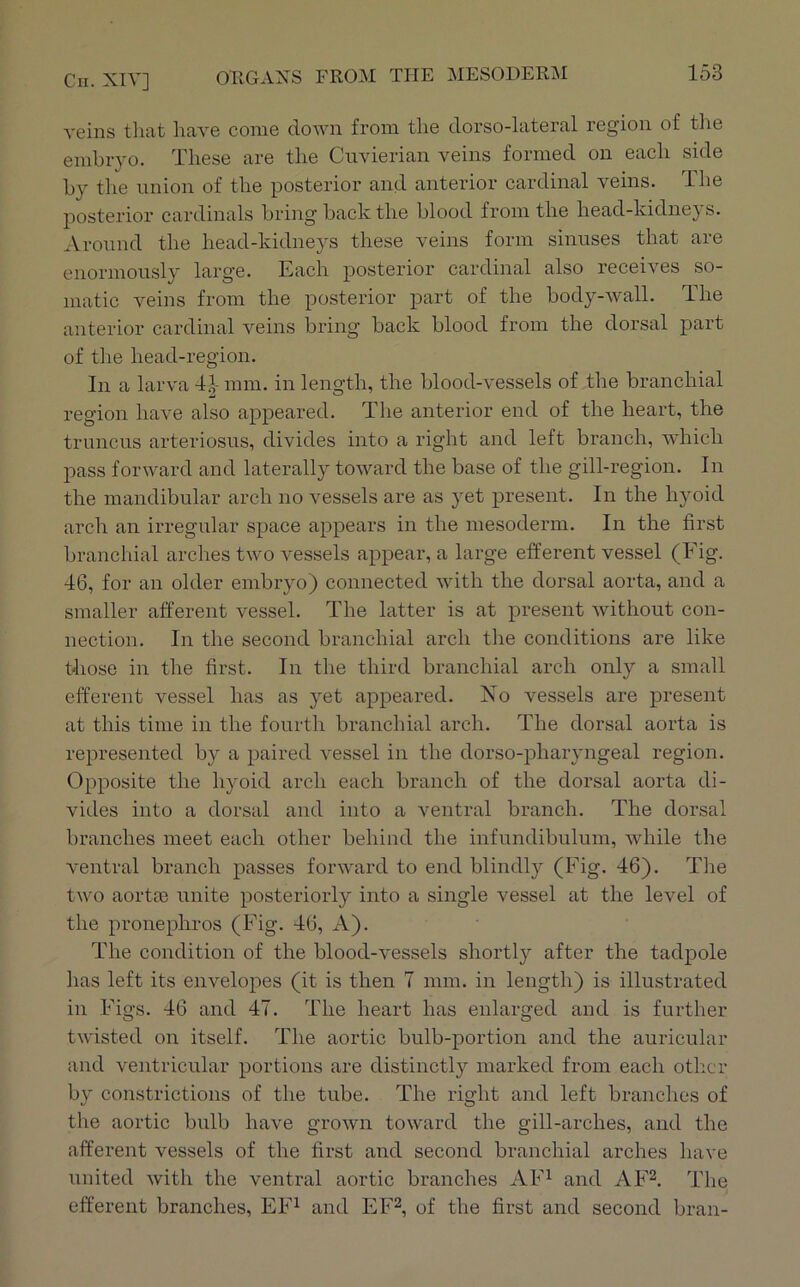 veins that have come down from the dorso-lateral region of tiie embryo. These are the Cuvierian veins formed on each side by the union of the posterior and anterior cardinal veins. Ihe j)osterior cardinals bring back the blood from the head-kidnej s. .Vronnd the head-kidneys these veins form sinuses that are enormously large. Each posterior cardinal also receives so- matic veins from the posterior part of the body-wall. The anterior cardinal veins bring back blood from the dorsal part of the head-region. In a larva 4J- mm. in length, the blood-vessels of the branchial region have also appeared. The anterior end of the heart, the truncus arteriosus, divides into a right and left branch, which pass forward and laterally toward the base of the gill-region. In the mandibular arch no vessels are as yet present. In the hyoid arch an irregular space appears in the mesoderm. In the first branchial arches two vessels appear, a large efferent vessel (Fig. 46, for an older embryo) connected with the dorsal aorta, and a smaller afferent vessel. The latter is at present without con- nection. In the second branchial arch the conditions are like tliose in the first. In the third branchial arch only a small efferent vessel has as yet appeared. No vessels are present at this time in the fourth branchial arch. The dorsal aorta is represented by a paired vessel in the dorso-pharyngeal region. Opposite the hyoid arch each branch of the dorsal aorta di- vides into a dorsal and into a ventral branch. The dorsal branches meet each other behind the infundibulum, while the ventral branch passes forward to end blindly (Fig. 46). The two aortse unite posteriorly into a single vessel at the level of the pronephros (Fig. 46, A). The condition of the blood-vessels shortly after the tadpole has left its enveloi^es (it is then 7 mm. in length) is illustrated in Figs. 46 and 47. The heart has enlarged and is further twisted on itself. The aortic bulb-portion and the auricular and ventricular portions are distinctly marked from each other by constrictions of the tube. The right and left branches of the aortic bulb have grown toward the gill-arches, and the afferent vessels of the first and second branchial arches have united with the ventral aortic branches AF^ and AF^. The efferent branches, EF^ and EF^, of the first and second bran-