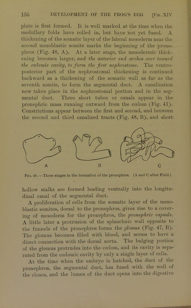 plate is first formed. It is.Avell marked at the time when the medullary folds have rolled in, hut have not yet fused. A thickening of the somatic layer of the lateral mesoderm near the second mesoblastic somite marks the beginning of the prone- phros (Fig. 48, A). At a later stage, the mesodermic thick- ening becomes larger, and the anterior end arches over toivard the ccelomic cavity^ to form the first nephrostome. The ventro- posterior part of the nephrostomal thickening is continued backward as a thickening of the somatic wall as far as the seventh somite, to form the segmental duct. A canalization now takes place in the nephrostomal portion and in the seg- mental duct. Three short tubes or canals appear in the pronephric mass running outward from the coelom (Fig. 41). Constrictions appear between the first and second, and between the second and third canalized tracts (Fig. 48, B), and short Fig. 48. — Three stages in the formation of the pronephros. (A and C after Field.) hollow stalks are formed leading ventrally into the longitu- dinal canal of the segmental duct. A proliferation of cells from the somatic layer of the meso- blastic somites, dorsal to the pronephros, gives rise to a cover- ing of mesoderm for the pronephros, the pronephric capside. A little later a protrusion of the splanchnic Avail opposite to the funnels of the pronephros forms the glomus (Fig. 47, B). The glomus becomes filled Avith blood, and seems to have a direct connection Avith the dorsal aorta. The bulging portion of the glomus protrudes into the coelom, and its cavity is sepa- rated from the coelomic cavity by only a single layer of cells. At the time Avhen the embryo is hatched, the duct of the pronephros, the segmental duct, has fused Avith the Avail of the cloaca, and the lumen of the duct opens into the digestive