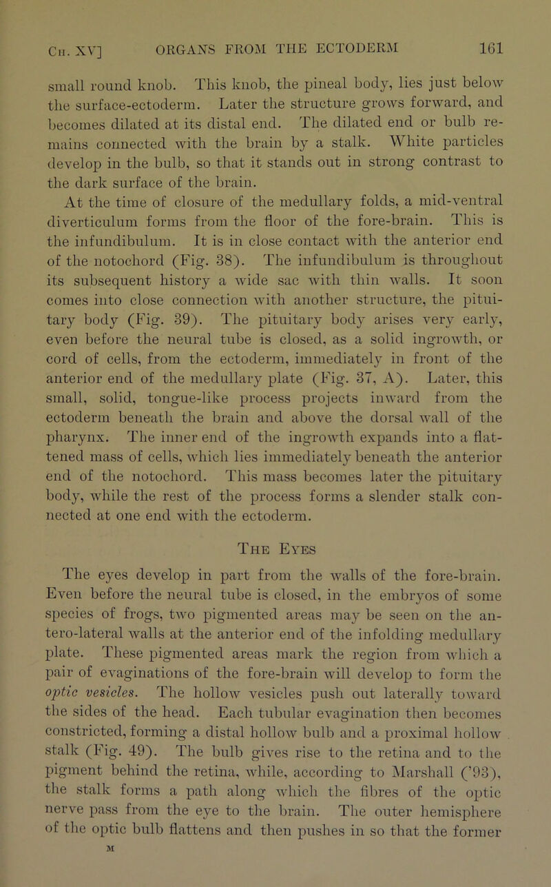 small round knob. This knob, the pineal body, lies just below the surface-ectoderm. Later the structure grows forward, and becomes dilated at its distal end. The dilated end or bulb re- mains connected with the brain by a stalk. White particles develop in the bulb, so that it stands out in strong contrast to the dark surface of the brain. At the time of closure of the medullary folds, a mid-ventral diverticulum forms from the floor of the fore-brain. This is the infundibulum. It is in close contact with the anterior end of the notochord (Fig. 38). The infundibulum is throughout its subsequent history a wide sac with thin walls. It soon comes into close connection with another structure, the pitui- tary body (Fig. 39). The pituitary body arises very early, even before the neural tube is closed, as a solid ingrowth, or cord of cells, from the ectoderm, immediately in front of the anterior end of the medullary plate (Fig. 37, A). Later, this small, solid, tongue-like process projects inward from the ectoderm beneath the brain and above the dorsal wall of the pharynx. The inner end of the ingrowth expands into a flat- tened mass of cells, which lies immediately beneath the anterior end of the notochord. This mass becomes later the pituitary body, while the rest of the process forms a slender stalk con- nected at one end with the ectodenn. The Eyes The eyes develop in part from the walls of the fore-brain. Even before the neural tube is closed, in the embryos of some species of frogs, two pigmented areas may be seen on the an- tero-lateral walls at the anterior end of the infolding medullary plate. These pigmented areas mark the region from which a pair of evaginations of the fore-brain will develop to form the ojjtic vesicles. The hollow vesicles push out laterally toward the sides of the head. Each tubular evagination then becomes constricted, forming a distal hollow bulb and a proximal hollow stalk (Fig. 49). The bulb gives rise to the retina and to the pigment behind the retina, while, according to Marshall (’93), the stalk forms a path along wdiich the fibres of the optic nerve pass from the eye to the brain. The outer hemisphere of the optic bulb flattens and then pushes in so that the former M