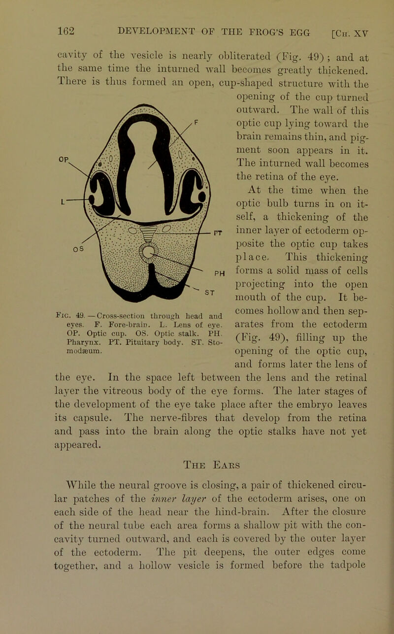 cavity of the vesicle is nearly obliterated (Fig. 49) ; and at the same time the inturned wall becomes greatly thickened. There is thus formed an open, cup-shaped structure with the opening of the cup turned outward. The wall of this optic cup lying toward the brain remains thin, and pig- ment soon appears in it. The inturned wall becomes the retina of the eye. At the time when the optic bulb turns in on it- self, a thickening of the inner layer of ectoderm op- posite the optic cup takes place. This thickening forms a solid mass of cells projecting into the open mouth of the cup. It be- comes hollow and then sep- arates from the ectoderm (Fig. 49), filling up the opening of the optic cup, and forms later the lens of the eye. In the space left between the lens and the retinal layer the vitreous body of the eye forms. The later stages of the development of the eye take place after the embryo leaves its capsule. The nerve-fibres that develop fi'om the retina and pass into the brain along the optic stalks have not yet appeared. The Ears AVhile the neural groove is closing, a pair of thickened circu- lar patches of the mner layer of the ectoderm arises, one on each side of the head near the hind-brain. After the closure of the neural tube each area forms a shalloAV pit with the con- cavity turned outward, and each is covered by the outer layer of the ectodei’in. The pit deepens, the outer edges come together, and a hollow vesicle is formed before the tadpole Fig. 49.—Cross-section through head and eyes. F. Fore-brain. L. Lens of eye. OP. Optic cup. OS. Optic stalk. PH. Pharynx. PT. Pituitary body. ST. Sto- modaeum.