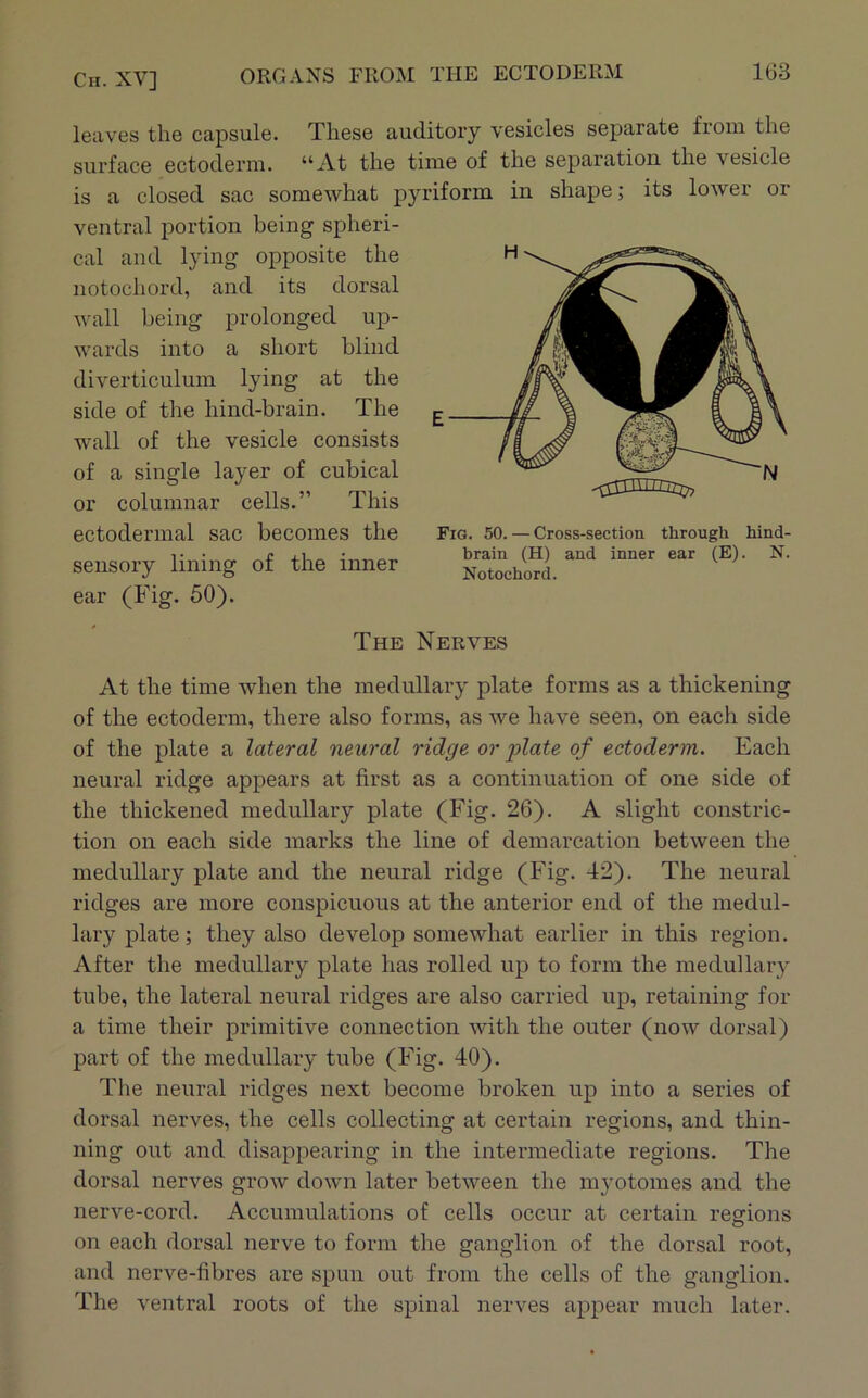 leaves the capsule. These auditoiy vesicles separate from the siu’face ectoderm. “At the time of the separation the vesicle is a closed sac somewhat j)yriform in shape; its lower or ventral portion being spheri- cal and lying opposite the notochord, and its dorsal wall being prolonged up- wards into a short blind diverticulum lying at the side of the hind-brain. The wall of the vesicle consists of a single layer of cubical or columnar cells.” This ectodermal sac becomes the sensory lining of the inner ear (Fig. 50). The Nerves At the time when the medullary plate forms as a thickening of the ectoderm, there also forms, as we have seen, on each side of the plate a lateral neural ridge or plate of ectoderm. Each neural ridge appears at first as a continuation of one side of the thickened medullary plate (Fig. 26). A slight constric- tion on each side marks the line of demarcation between the medullary plate and the neural ridge (Fig. 42). The neural ridges are more conspicuous at the anterior end of the medul- lary plate; they also develop somewhat earlier in this region. After the medullary plate has rolled up to form the medullary tube, the lateral neural ridges are also carried up, retaining for a time their primitive connection with the outer (now dorsal) part of the medullary tube (Fig. 40). The neural ridges next become broken up into a series of dorsal nerves, the cells collecting at certain regions, and thin- ning out and disappearing in the intermediate regions. The dorsal nerves grow down later between the myotomes and the nerve-cord. Accumulations of cells occur at certain regions on each dorsal nerve to form the ganglion of the dorsal root, and nerve-fibres are spun out from the cells of the ganglion. The ventral roots of the spinal nerves appear much later. Fig. 50. — Cross-section through hind- brain (H) and inner ear (E). N. Notochord.