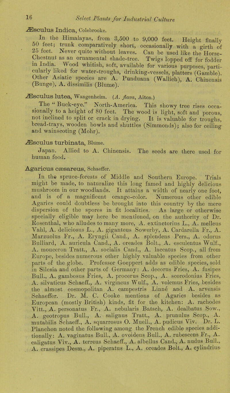 -/3±jSCu1us Indica, Colebrooke. In the Himalayas, from 3,500 to 9,000 feet. Height finally 50 feet; trunk comparatively short, occasionally with a girth of 25 feet. Never quite without leaves. Can be used like the Horse- Chestnut as an ornamental shade-tree. Twigs lopped off for fodder in India. Wood whitish, soft, available for various purposes, parti- cularly liked for water-troughs, drinking-vessels, platters (Gamble). Other Asiatic species are A. Punduana (Wallich), A. Chinensis (Bunge), A. dissimilis (Blume). FEsculus lutea, Wcangenheim. (A. flava, Aiton.) The “ Buck-eye.” North-America. This showy tree rises occa- sionally to a height of 80 feet. The wood is light, soft and porous, not inclined to split or crack in drying. It is valuable for troughs, bread-trays, wooden bowls and shuttles (Simmonds); also for ceiling and wainscoting (Mohr). .ZEsculus turbinata, Blume. Japan. Allied to A. Chinensis. The seeds are there used for human food. Agaricus csesareus, Schaeffer. In the spruce-forests of Middle and Southern Europe. Trials might be made, to naturalize this long famed and highly delicious mushroom in our woodlands. It attains a width of nearly one foot, and is of a magnificent orange-color. Numerous other edible Agarics could doubtless be brought into this country by the mere dispersion of the spores in fit localities. As large or otherwise specially eligible may here be mentioned, on the authority of Dr. Rosenthal, who alludes to many more, A. extinctorius L., A. melleus Yahl, A. deliciosus L., A. giganteus Sowerby, A. Cardarella Fr., A. Marzuolus Fr., A. Eryngii Cand., A. splendens Pers., A. odorus Bulliard, A. auricula Cand., A. oreades Bolt., A. esculentus Wulf., A. mouceron Tratt., A. socialis Cand., A. laccatus Scop., all from Europe, besides numerous other highly valuable species from other parts of the globe. Professor Goeppert adds as edible species, sold in Silesia and other parts of Germany: A. decorus Fries, A. fusipes Bull., A. gambosus Fries, A. procerus Scop., A. scorodonius Fries, A. silvaticus Schaeff., A. virgineus Wulf., A. volemus Fries, besides the almost cosmopolitan A. campestris Linne and A. arvensis Schaeffer. Dr. M. C. Cooke mentions of Agarics besides as European (mostly British) kinds, fit for the kitchen: A. racliodes Vitt., A. personatus Fr., A. nebularis Batsch, A. dealbatus Sow., A. geotropus Bull., A. salignus Tratt., A. prunulus Scop., A. mutabilis Schaeff., A. squarrosus O. Muell., A. pudicus Yiv. Dr. L. Planchon noted the following among the French edible species addi- tionally: A. vaginatus Bull., A. ovoideus Bull., A. rubescens Fr., A. caligatus Viv., A. terreus Schaeff., A. albellus Cand., A. nudus Bull., A. crassipes Desm., A. piperatus L., A. oreades Bolt., A. cylindrius-
