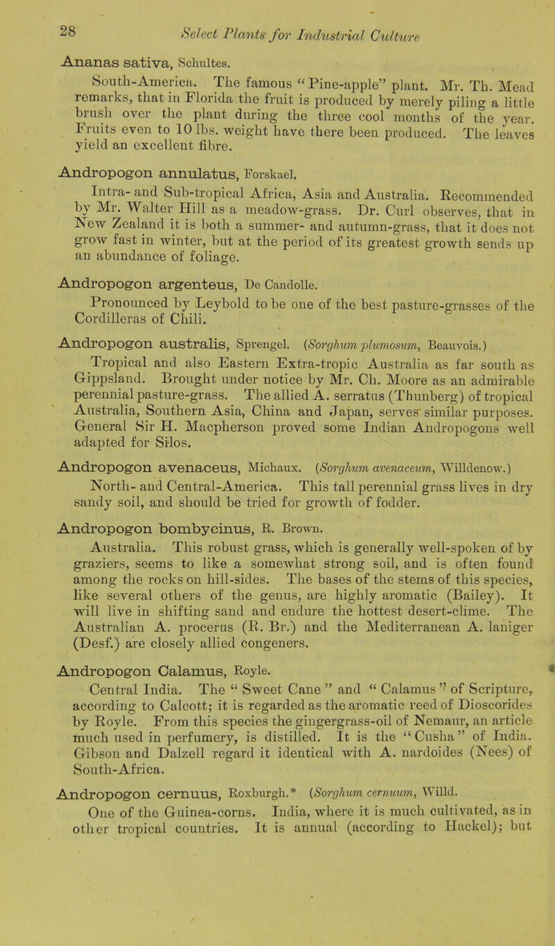 Ananas sativa, Schultes. South-America. The famous “ Pine-apple” plant. Mr. Th. Mead remarks, that in Florida the fruit is produced by merely piling a little brush over the plant during the three cool months of the year, b ruits even to 10 lbs. weight have there been produced. The leaves yield an excellent fibre. Andropogon annulatus, Forskael. Intra- and Sub-tropical Africa, Asia and Australia. Recommended by Mr. Walter Hill as a meadow-grass. Dr. Curl observes, that in New Zealand it is both a summer- and autumn-grass, that it does not grow fast in winter, but at the period of its greatest growth sends up an abundance of foliage. © Andropogon argenteus, De Candolle. Pronounced by Leybold to be one of the best pasture-grasses of the Cordilleras of Chili. Andropogon australis, Sprengel. (Sorghum plumosum, Beauvois.) Tropical and also Eastern Extra-tropic Australia as far south as Gippsland. Brought under notice by Mr. Ch. Moore as an admirable perennial pasture-grass. The allied A. serratus (Thunberg) of tropical Australia, Southern Asia, China and Japan, serves^ similar purposes. General Sir H. Macpherson proved some Indian Andropogons well adapted for Silos. Andropogon avenaceus, Michaux. (Sorghum avenaceum, Willdenow.) North- and Central-America. This tall perennial grass lives in dry sandy soil, and should be tried for growth of fodder. Andropogon bombycinus, R. Brown. Australia. This robust grass, which is generally well-spoken of by graziers, seems to like a somewhat strong soil, and is often found among the rocks on hill-sides. The bases of the stems of this species, like several others of the genus, are highly aromatic (Bailey). It will live in shifting sand and endure the hottest desert-clime. The Australian A. procerus (R. Br.) and the Mediterranean A. laniger (Desf.) are closely allied congeners. Andropogon Calamus, Royle. Central India. The “ Sweet Cane ” and “ Calamus ” of Scripture, according to Calcott; it is regarded as the aromatic reed of Dioscorides by Royle. From this species the gingergrass-oil of Nemaur, an article much used in perfumery, is distilled, it is the “Cusha” of India. Gibson and Dalzell regard it identical with A. nardoides (Nees) of South-Africa. Andropogon cernuus, Roxburgh.* (Sorghum cernuum, Willd. One of the Guinea-corns. India, where it is much cultivated, as in other tropical countries. It is annual (according to Hackel); but