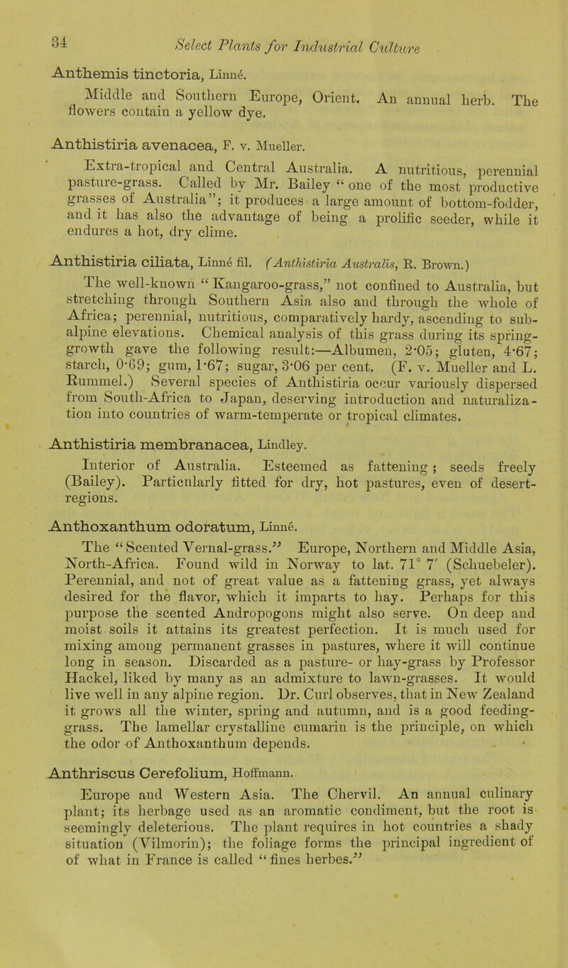 Anthemis tinctoria, Limnb Middle and Southern Europe, Orient. An annual herb. The flowers contain a yellow dye. Anthistiria avenacea, F. v. Mueller. Extia-ti opical and Central Australia. A nutritious, perennial pasture-grass. Called by Mr. Bailey “ one of the most productive grasses of Australia”; it produces a large amount of bottom-fodder, and it has also the advantage of being a prolific seeder, while it endures a hot, dry clime. Anthistiria ciliata, Linne fil. (.Anthistiria Australis, ft. Brown.) The well-known “ Kangaroo-grass,” not confined to Australia, but stretching through Southern Asia also and through the whole of Africa; perennial, nutritious, comparatively hardy, ascending to sub- alpine elevations. Chemical analysis of this grass during its spring- growth gave the following result:—Albumen, 2-05; gluten, 4-67; starch, 0-69; gum, P67; sugar, 3-06 per cent, (F. v. Mueller and L. Hummel.) Several species of Anthistiria occur variously dispersed from South-Africa to Japan, deserving introduction and naturaliza- tion into countries of warm-temperate or tropical climates. Anthistiria membranacea, Lindley. Interior of Australia. Esteemed as fattening; seeds freely (Bailey). Particularly fitted for dry, hot pastures, even of desert- regions. Anthoxanthum odoratum, Linne. The “ Scented Vernal-grass.” Europe, Northern and Middle Asia, North-Africa. Found wild in Norway to lat. 71° 7' (Scliuebeler). Perennial, and not of great value as a fattening grass, yet always desired for the flavor, which it imparts to hay. Perhaps for this purpose the scented Andropogons might also serve. On deep and moist soils it attains its greatest perfection. It is much used for mixing among permanent grasses in pastures, where it will continue long in season. Discarded as a pasture- or hay-grass by Professor Hackel, liked by many as an admixture to lawn-grasses. It would live well in any alpine region. Dr. Curl observes, that in New Zealand it grows all the winter, spring and autumn, and is a good feeding- grass. The lamellar crystalline cumarin is the principle, on which the odor of Anthoxanthum depends. .Anthriscus Cerefolium, Hoffmann. Europe and Western Asia. The Chervil. An annual culinary plant; its herbage used as an aromatic condiment, but the root is seemingly deleterious. The plant requires in hot countries a shady situation (Vilmorin); the foliage forms the principal ingredient of of what in France is called “fines herbes.”