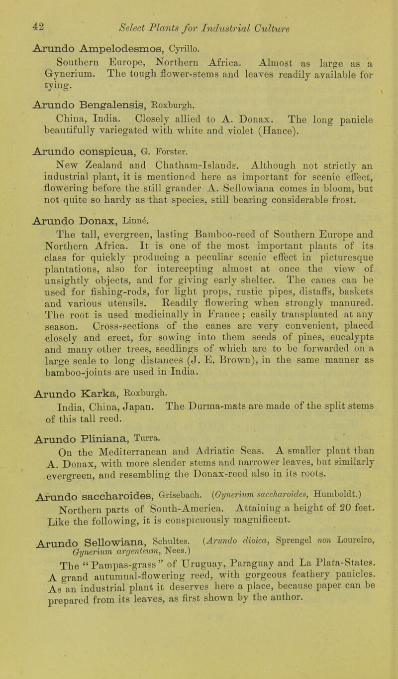 Arundo Ampelodesmos, Cyrillo. Southern Europe, Northern Africa. Almost as large as a Gynerium. The tough flower-stems and leaves readily available for tying. Arundo Bengalensis, Roxburgh. China, India. Closely allied to A. Donax. The long panicle beautifully variegated with white and violet (Hance). Arundo conspicua, G. Forster. New Zealand and Chatham-Islands. Although not strictly an industrial plant, it is mentioned here as important for scenic effect, flowering before the still grander A. Sellowiana comes in bloom, but not quite so hardy as that species, still bearing considerable frost. Arundo Donax, Linnd. The tall, evergreen, lasting Bamboo-reed of Southern Europe and Northern Africa. It is one of the most important plants of its class for quickly producing a peculiar scenic effect in picturesque plantations, also for intercepting almost at once the view of unsightly objects, and for giving early shelter. The canes can be used for fishing-rods, for light props, rustic pipes, distaffs, baskets and various utensils. Readily flowering when strongly manured. The root is used medicinally in France; easily transplanted at any season. Cross-sections of the canes are very convenient, placed closely and erect, for sowing into them seeds of piues, eucalypts and many other trees, seedlings of which are to be forwarded on a large scale to long distances (J. E. Brown), in the same manner as bamboo-joints are used in India. Arundo Karka, Roxburgh. India, China, Japan. The Durma-mats are made of the split stems of this tall reed. Arundo Pliniana, Turra. On the Mediterranean and Adriatic Seas. A smaller plant than A. Donax, with more slender stems and narrower leaves, but similarly evergreen, and resembling the Donax-reed also in its roots. Arundo saccharoides, Grisebach. {Gynerium saccharoides, Humboldt.) Northern parts of South-America. Attaining a height of 20 feet. Like the following, it is conspicuously magnificent. Arundo Sellowiana, Schultes. (Arundo dioica, Sprengel non Loureiro, Gynerium argenteum, Nees.) The “ Pampas-grass ” of Uruguay, Paraguay and La Plata-States. A grand autumnal-flowering reed, with gorgeous feathery pauicles. As an industrial plant it deserves here a place, because paper can be prepared from its leaves, as first shown by the author.