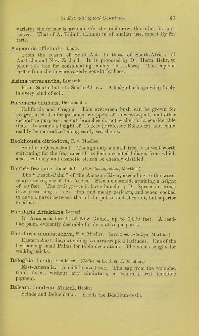 variety; the former is available for the table raw, the other for pre- serves. That of A. Bilimbi (Linne) is of similar use, especially for tarts. Avicennia officinalis, Linnd. From the coasts of South-Asia to those of South-Africa, all Australia and New Zealand. It is proposed by Dr. Herm. Behr, to plant this tree for consolidating muddy tidal shores. The copious nectar from the flowers eagerly sought by bees. Azima tetracantha, Lamarck. From South-India to South-Africa. A hedge-bush, growing freely in every kind of soil. Baccharis pilularis, De Candolle. California and Oregon. This evergreen bush can be grown for hedges, used also for garlands, wrappers of flower-boquets and other decorative purposes, as cut branches do not wither for a considerable time. It attains a height of 15 feet (Professor Bolander),. and could readily be naturalized along sandy sea-shores. Backhousia citriodora, F. v. Mueller. Southern Queensland. Though only a small tree, it is well worth cultivating for the fragrance of its lemon-scented foliage, from which also a culinary and cosmetic oil can be cheaply distilled. Bactris Gfasipaes, Humboldt. (Guilielma speciosa, Martius.) The “Peach-Palm” of the Amazon-River, ascending to the warm temperate regions of the Andes. Stems clustered, attaining a height of 40 feet. The fruit grows in large bunches ; Dr. Spruce describes it as possessing a thick, firm and mealy pericarp, and when cooked to have a flavor between that of the potato and chestnut, but superior to either. Bacularia Arfakiana, Beccari. In Araucaria-forests of New Guinea up to 6,000 feet. A reed- like palm, evidently desirable for decorative purposes. Bacularia monostactiya, F. V. Mueller. (Areca monostachya, Martius.) Eastern Australia, extending to extra-tropical latitudes. One of the best among small Palms for table-decoration. The stems sought for walking-sticks. Baloghia lucida, Endliclier. (Codiceum lucidum, J. Mueller.) East-Australia. A middle-sized tree. The sap from the wounded trunk forms, without any admixture, a beautiful red indelible pigment. Balsamodendron Mukul, Hooker. Scinde and Beluchistan. Yields the Bdellium-resin.