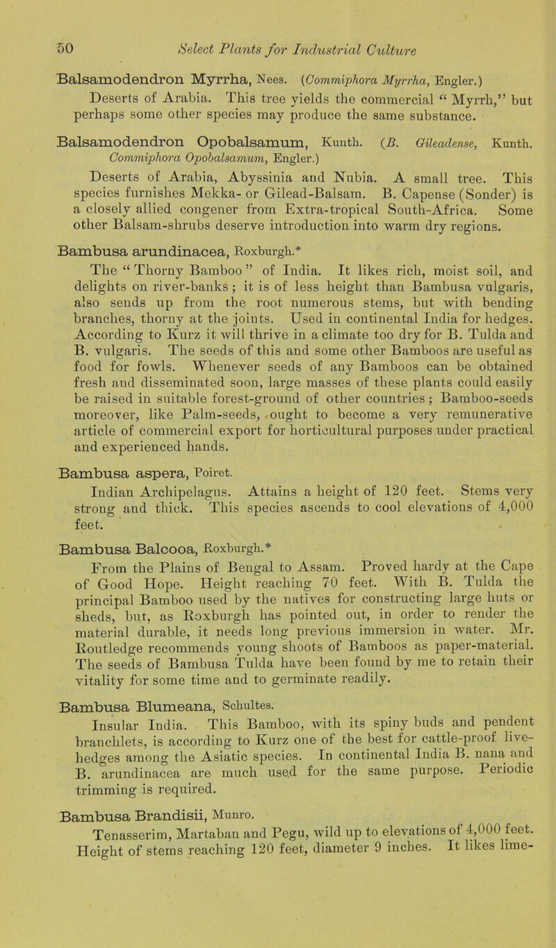Balsamodendron Myrrha, Nees. (Commiphora Myrrha, Engler.) Deserts of Arabia. This tree yields tho commercial “ Myrrh,” but perhaps some other species may produce the same substance. Balsamodendron Opobalsamum, Kunth. (B. Oileadense, Kunth. Commiphora Opobalsamum, Engler.) Deserts of Arabia, Abyssinia and Nubia. A small tree. This species furnishes Mekka- or Gilead-Balsam. B. Capense (Sonder) is a closely allied congener from Extra-tropical South-Africa. Some other Balsam-shrubs deserve introduction into warm dry regions. Bambusa arundinacea, Roxburgh.* The “ Thorny Bamboo ” of India. It likes rich, moist soil, and delights on river-banks ; it is of less height than Bambusa vulgaris, also sends up from the root numerous stems, but with bending branches, thorny at the joints. Used in continental India for hedges. According to Kurz it will thrive in a climate too dry for B. Tuldaand B. vulgaris. The seeds of this and some other Bamboos are useful as food for fowls. Whenever seeds of any Bamboos can be obtained fresh and disseminated soon, large masses of these plants could easily be raised in suitable forest-ground of other countries; Bamboo-seeds moreover, like Palm-seeds, ought to become a very remunerative article of commercial export for horticultural purposes under practical and experienced hands. Bambusa aspera, Poiret. Indian Archipelagus. Attains a height of 120 feet. Stems very strong and thick. This species ascends to cool elevations of 4,000 feet. Bambusa Balcooa, Roxburgh.* From the Plains of Bengal to Assam. Proved hardy at the Cape of Good Hope. Height reaching 70 feet. With B. Tulda the principal Bamboo used by the natives for constructing large huts or sheds, but, as Roxburgh has pointed out, in order to render the material durable, it needs long previous immersion in water. Mr. Routledge recommends young shoots of Bamboos as paper-material. The seeds of Bambusa Tulda have been found by me to retain their vitality for some time and to germinate readily. Bambusa Blumeana, Schultes. Insular India. This Bamboo, with its spiny buds and pendent branclilets, is according to Kurz one of the best for cattle-proof live- hedges among the Asiatic species. In continental India B. naua and B. arundinacea are much used for the same purpose. Periodic trimming is required. Bambusa Brandisii, Munro. Tenasserim, Martaban and Pegu, wild up to elevations of 4,000 feet. Height of stems reaching 120 feet, diameter 9 inches. It likes lime-