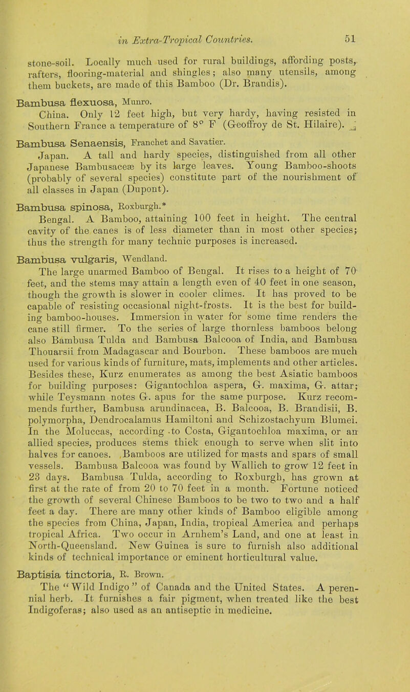 stone-soil. Locally much used for rural buildings, affording posts, rafters, flooring-material and shingles; also many utensils, among them buckets, are made of this Bamboo (Dr. Brandis). Bambusa flexuosa, Munro. China. Only 12 feet high, but very hardy, having resisted in Southern France a temperature of 8° F (Geoffroy de St. Hilaire). J Bambusa Senaensis, Franchet and Savatier. Japan. A tall and hardy species, distinguished from all other Japanese Bambusacese by its large leaves. Young Bamboo-shoots (probably of several species) constitute part of the nourishment of all classes in Japan (Dupont). Bambusa spinosa, Roxburgh.* Bengal. A Bamboo, attaining 100 feet in height. The central cavity of the canes is of less diameter than in most other species; thus the strength for many technic purposes is increased. Bambusa vulgaris, Wendland. The large unarmed Bamboo of Bengal. It rises to a height of 70 feet, and the stems may attain a length even of 40 feet in one season, though the growth is slower in cooler climes. It has proved to be capable of resisting occasional night-frosts. It is the best for build- ing bamboo-houses. Immersion in water for some time renders the cane still firmer. To the series of large thornless bamboos belong also Bambusa Tulda and Bambusa Balcooa of India, and Bambusa Thouarsii from Madagascar and Bourbon. These bamboos are much used for various kinds of furniture, mats, implements and other articles. Besides these, Kurz enumerates as among the best Asiatic bamboos for building purposes: Gigantocliloa aspera, G-. maxima, G. attar; while Teysmann notes Gr. apus for the same purpose. Kurz recom- mends further, Bambusa arundinacea, B. Balcooa, B. Brandisii, B. polymorpha, Dendrocalamus Hamiltoni and Schizostachyum Blumei. In the Moluccas, according -to Costa, Gigantochloa maxima, or an allied species, produces stems thick enough to serve when slit into halves for canoes. Bamboos are utilized for masts and spars of small vessels. Bambusa Balcooa wras found by Wallich to grow 12 feet in 23 days. Bambusa Tulda, according to Roxburgh, has grown at first at the rate of from 20 to 70 feet in a month. Fortune noticed the growth of several Chinese Bamboos to be two to two and a half feet a day. There are many other kinds of Bamboo eligible among the species from China, Japan, India, tropical America and perhaps tropical Africa. Two occur in Arnhem’s Land, and one at least in North-Queensland. New Guinea is sure to furnish also additional kinds of technical importance or eminent horticultural value. Baptisia tinctoria, R. Brown. The “ Wild Indigo ” of Canada and the United States. A peren- nial herb. It furnishes a fair pigment, when treated like the best Indigoferas; also used as an antiseptic in medicine.