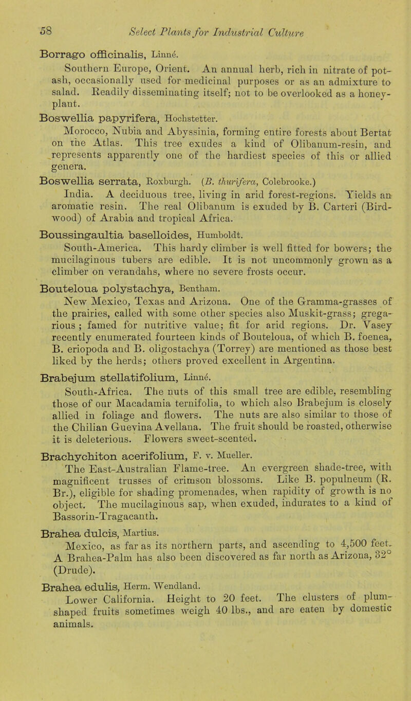Borrago officinalis, Linne. Southern Europe, Orient. An annual herb, rich in nitrate of pot- ash, occasionally used for medicinal purposes or as an admixture to salad. Readily disseminating itself; not to be overlooked as a honey- plant. Boswellia papyrifera, Hoclistetter. Morocco, Nubia and Abyssinia, forming entire forests about Bertat on the Atlas. This tree exudes a kind of Olibanum-resin, and represents apparently one of the hardiest species of this or allied genera. Boswellia serrata, Roxburgh. (B. thurifera, Colebrooke.) India. A deciduous tree, living in arid forest-regions. Yields an aromatic resin. The real Olibanum is exuded by B. Carteri (Bird- wood) of Arabia and tropical Africa. Boussingaultia baselloides, Humboldt. South-America. This hardy climber is well fitted for bowers; the mucilaginous tubers are edible. It is not uncommonly grown as a climber on verandahs, where no severe frosts occur. Bouteloua polystachya, Bentkam. New Mexico, Texas and Arizona. One of the Gramma-grasses of the prairies, called with some other species also Muskit-grass; grega- rious ; famed for nutritive value; fit for arid regions. Dr. Yasey recently enumerated fourteen kinds of Bouteloua, of which B. foenea, B. eriopoda and B. oligostachya (Torrey) are mentioned as those best liked by the herds; others proved excellent in Argentina. Brabejum stellatifolium, Linmh South-Africa. The nuts of this small tree are edible, resembling those of our Macadamia ternifolia, to which also Brabejum is closely allied in foliage and flowers. The nuts are also similar to those of the Chilian Guevina Avellana. The fruit should be roasted, otherwise it is deleterious. Flowers sweet-scented. Brachychiton acerifolium, F. v. Mueller. The East-Australian Flame-tree. An evergreen shade-tree, with magnificent trusses of crimson blossoms. Like B. populneum (R. Br.), eligible for shading promenades, when rapidity of growth is no object. The mucilaginous sap, when exuded, indurates to a kind of Bassorin-Tragacanth. Brahea dulcis, Martius. Mexico, as far as its northern parts, and ascending to 4,500 feet. A Brahea-Palm has also been discovered as far north as Arizona, 32° (Drude). Brahea edulis, Herm. Wendland. Lower California. Height to 20 feet. The clusters of plum- shaped fruits sometimes weigh 40 lbs., and are eaten by domestic animals.