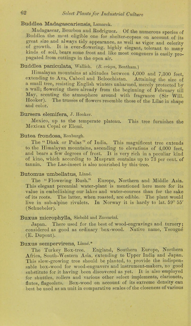 Buddlea Madagascariensis, Lamarck. Madagascar, Bourbon and Rodriguez. Of the numerous species of Buddlea the most eligible one for shelter-copses on account of its great size and always tidy appearance, as well as vigor and celerity of growth. It is ever-flowering, highly elegant, tolerant to many kinds of soil, beais some frost and like most congeners is easily pro- pagated from cuttings in the open air. Buddlea paniculata, Wallich. (B. crispa, Bentham.) Himalayan mountains at altitudes between 4,000 and 7,300 feet, extending to Ava, Cabool and Beloochistan. Attaining the size of a small tree, resisting English winters unharmed, merely protected by a wall; flowering there already from the beginning of February till May, scenting the atmosphere around with fragrance (Sir Will. Hooker). The trusses of flowers resemble those of the Lilac in shape and color. Bursera elemifera, J. Hooker. Mexico, up to the temperate plateau. This tree furnishes the Mexican Copal or Elemi. Butea frondosa, Roxburgh. The “ Dhak or Pulas” of India. This magnificent tree extends to the Himalayan mountains, ascending to elevations of 4,000 feet, and bears a few degrees of frost. It is very rich in a peculiar kind of kino, which according to Muspratt contains up to 73 per cent, of tannin. The Lac-insect is also nourished by this 'tree. Butomus umbellatus, Linn4. The “ Flowering Rush.” Europe, Northern and Middle Asia. This elegant perennial water-plant is mentioned here more for its value in embellishing our lakes and water-courses than for the sake of its roots. The latter, when roasted, are edible. The plant would live in sub-alpine rivulets. In Norway it is hardy to lat. 59° 55' (Schuebeler). BUXUS microphylla, Siebold and Zuccarini. Japan. There used for the best of wood-engravings and turnery; considered as good as ordinary box-wood. Native name, Tsougne (E. Dupont). Buxus sempervirens, Linne.* The Turkey Box-tree. England, Southern Europe, Northern Africa, South-Western Asia, extending to Upper Indig, and Japan. This slow-growing tree should be planted, to. provide the indispen- sable box-wood for wood-engravers and instrument-makers, no good substitute for it having been discovered as yet. It is also employed for shuttles, rollers and various other select implements, clarionets, flutes, flageolets. Box-wood on account of its extreme density can best be used as an unit in comparative scales of the closeness of various