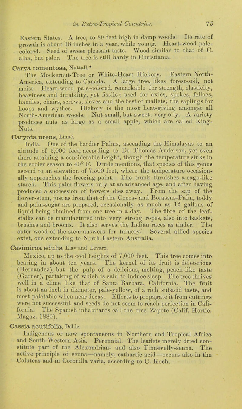 Eastern States. A tree, to 80 feet high in damp woods. Its rate of growth is about 18 inches in a year, while young. Heart-wood pale- colored. Seed of sweet pleasant taste. Wood similar to that of C. alba, but paler. The tree is still hardy in Christiania. Carya tomentosa, Nuttall.* The Mockernut-Tree or White-Heart Hickory. Eastern North- America, extending to Canada. A large tree, likes forest-soil, not moist. Heart-wood pale-colored, remarkable for strength, elasticity, heaviness and durability, yet fissile; used for axles, spokes, felloes, handles, chairs, screws, sieves and the best of mallets; the saplings for hoops and wythes. Hickory is the most heat-giving amongst all North-American woods. Nut small, but sweet; very oily. A variety produces nuts as large as a small apple, which are called King- Nuts. Caryota urens, Linne. India. One of the hardier Palms, ascending the Himalayas to an altitude of 5,000 feet, according to Dr. Thomas Anderson, yet even there attaining a considerable height, though the temperature sinks in the cooler season to 40° F. Drude mentions, that species of this genus ascend to an elevation of 7,500 feet, where the temperature occasion- ally approaches the freezing point. The trunk furnishes a sago-like starch. This palm flowers only at an advanced age, and after having produced a succession of flowers dies away. From the sap of the flower-stem, just as from that of the Cocos- and Borassus-Palm, toddy and palm-sugar are prepared, occasionally as much as 12 gallons of liquid being obtained from one tree in a day. The fibre of the leaf- stalks can be manufactured into very strong ropes, also into baskets, brushes and brooms. It also serves the Indian races as tinder. The outer wood of the stem answers for turnery. Several allied species exist, one extending to North-Eastern Australia. Casimiroa edulis, Llav and Levarz. Mexico, up to the cool heights of 7,000 feet. This tree comes into bearing in about ten years. The kernel of its fruit is deleterious (Hernandez), but the pulp of a delicious, melting, peach-like taste (Garner), partaking of which is said to induce sleep. The tree thrives well in a clime like that of Santa Barbara, California. The fruit is about an inch in diameter, pale-yellow-, of a rich subacid taste, and most palatable when near decay. Efforts to propagate it from cuttings were not successful, and seeds do not seem to reach perfection in Cali- fornia. The Spanish inhabitants call the tree Zapote (Calif. Hortic. Magaz. 1880). Cassia acutifolia, Defile. Indigenous or now spontaneous in Northern and Tropical Africa and South-Western Asia. Perennial. The leaflets merely dried con- stitute part of the Alexandrian- and also Tinnevelly-senna. The active principle of senna—namely, cathartic acid—occurs also in the Coluteas and in Coronilla varia, according to C. Koch.