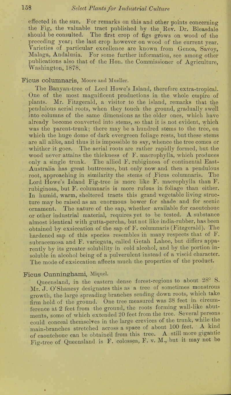 effected in the sun. For remarks on this and other points concerning the Fig, the valuable tract published by the Rev. Dr. Bleasdale should be consulted. The first crop of figs grows on wood of the preceding year; the last crop however on wood of the current year. Varieties of particular excellence are known from Genoa, Savoy, Malaga, Andalusia. For some further information, see among other publications also that of the Hon. the Commissioner of Agriculture, Washington, 18-78. Ficus columnaris, Moore and Mueller. The Banyan-tree of Lord Howe’s Island, therefore extra-tropical. One of the most magnificent productions in the whole empire of plants. Mr. Fitzgerald, a visitor to the island, remarks that the pendulous aerial roots, when they touch the ground, gradually swell into columns of the same dimensions as the older ones, which have already become converted into stems, so that it is not evident, which was the parent-trunk; there may be a hundred stems to the tree, on which the huge dome of dark evergreen foliage rests, but these stems are all alike, and thus it is impossible to say, whence the tree comes or -whither it goes. The aerial roots are rather rapidly formed, but the wood never attains the thickness of F. macrophylla, which produces only a single trunk. The allied F. rubiginosa of continental East- Australia has great buttresses, but only now and then a pendulous root, approaching in similarity the stems of .Ficus columnaris. The Lord Howe’s Island Fig-tree is more like F. macrophylla than F. rubiginosa, but F. columnaris is more rufous in foliage than either. In humid, warm, sheltered tracts this grand vegetable living struc- ture may be raised as an enormous bower for shade and for scenic ornament. The nature of the sap, whether available for caoutchouc or other industrial material, requires yet to be tested. A substance almost identical with gutta-percha, but not like india-rubber, lias been obtained by exsiccation of the sap of F. columnaris (Fitzgerald). The hardened sap of this species resembles in many respects that of F. subracemosa and F. variegata, called Getah Lahoe, but differs appa- rently by its greater solubility in cold alcohol, and by the portion in- soluble in alcohol being of a pulverulent instead of a viscid character. The mode of exsiccation affects much the properties of the product. Ficus Cunninghami, Miquel. Queensland, in the eastern dense forest-regions to about 28 S. Mr. J. O’Shanesy designates this as a tree of sometimes monstrous growth, the large spreading branches sending down roots, which take firm hold of the ground. One tree measured was 38 feet in circum- ference at 2 feet from the ground, the roots forming wall-like abut- ments, some of which extended 20 feet from the tree. Several persons could conceal themselves in the large crevices of the trunk, while the main-branches stretched across a space of about 100 feet. A kind of caoutchouc can be obtained from this tree. A still more gigantic Fig-tree of Queensland is F. colossea, F. v. M., but it may not be