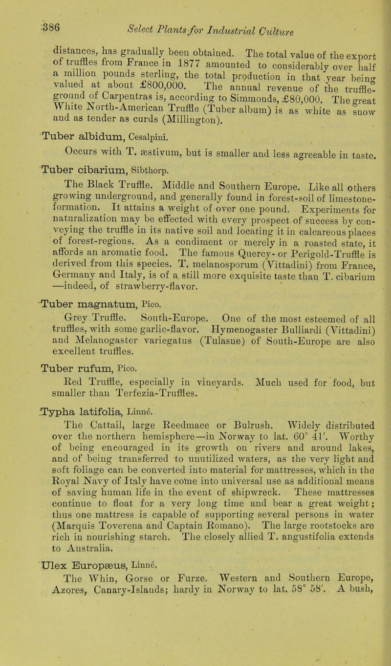 distances, has gradually been obtained. The total value of the export o truffles fiom France in 1877 amounted to considerably over half a million pounds sterling, the total production in that year beino- valued at about £800,000. The annual revenue of the truffle- ground of Carpentras is, according to Simmonds, £80,000. The great White North-American Truffle (Tuber album) is as white as snow aud as tender as curds (Millington). Tuber albidum, Cesalpini. Occurs with T. sestivum, but is smaller and less agreeable in taste. Tuber cibarium, Sibthorp. The Black Truffle. Middle and Southern Europe. Like all others growing underground, and generally found in forest-soil of limestone- formation. It attains a weight of over one pound. Experiments for naturalization may be effected with every prospect of success by con- veying the truffle in its native soil and locating it in calcareous places of forest-regions. As a condiment or merely in a roasted state, it affords an aromatic food. The famous Quercy- or Perigold-Truffle is derived from this species. T. melanosporum (Vittadini) from France, Germany and Italy, is of a still more exquisite taste than T. cibarium —indeed, of strawberry-flavor. Tuber maguatum, Pico. Grey Truffle. South-Europe. One of the most esteemed of all truffles, with some garlic-flavor. Ilymenogaster Bulliardi (Vittadini) and Melanogaster variegatus (Tulasne) of South-Europe are also excellent truffles. Tuber rufum, Pico. Red Truffle, especially in vineyards. Much used for food, but smaller than Terfezia-Truffles. .Typka latifolia, Limnh The Cattail, large Reedmace or Bulrush. Widely distributed over the northern hemisphere—in Norway to lat. 60° 41'. Worthy of being eneouraged in its growth on rivers and around lakes, and of being transferred to unutilized waters, as the very light and soft foliage can be converted into material for mattresses, which in the Royal Navy of Italy have cotae into universal use as additional means of saving human life in the event of shipwreck. These mattresses continue to float for a very long time and bear a great weight; thus one mattress is capable of supporting several persons in water (Marquis Toverena and Captain Romano). The large rootstocks are rich in nourishing starch. The closely allied T. angustifolia extends to Australia. Ulex Europaeus, Linne. The Whin, Gorse or Furze. Western and Southern Europe, Azores, Canary-Islands; hardy in Norway to lat. 58° 58'. A bush,