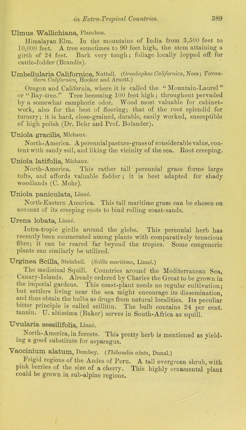 Ulmus Wallichiana, Planchon. Himalayan Elm. In the mountains of India from 3,500 feet to 10,000 feet. A tree sometimes to 90 feet high, the stem attaining a girth of 24 feet. Bark very tough; foliage locally lopped off for cattle-fodder (Brandis). Umbellularia Californica, Nuttall. (Oreodaphne Californica, Nees; Tetran- thera Californica, Hooker and Arnott.) Oregon and California, where it is called the “Mountain-Laurel” or “Bay-tree.5’ Tree becoming 100 feet high; throughout pervaded by a somewhat camphoric odor. Wood most valuable for cabinet- work, also for the best of flooring; that of the root splendid for turnery; it is hard, close-grained, durable, easily worked, susceptible of high polish (Dr. Behr and Prof. Bolander). Uniola gracilis, Mickaux. North-America. Aperennialpasture-grassof considerable value, con- tent with sandy soil, and liking the vicinity of the sea. Root creeping. Uniola latifolia, Mickaux. North-America. This rather tall perennial grass forms large tufts, and affords valuable fodder; it is best adapted for shady woodlands (C. Mohr). Uniola paniculata, LinnA North-Eastern America. This tall maritime grass can be chosen on account of its creeping roots to bind rolling coast-sands. Urena lobata, Linne. Intra-tropic girdle around the globe. This perennial herb has recently been enumerated among plants with comparatively tenacious fibre; it can be reared far beyond the tropics. Some congeneric plants can similarly be utilized. Urginea Scilla, Steinkeil. (Scilla maritima, Linne.) The medicinal Squill. Countries around the Mediterranean Sea, Canary-Islands. Already ordered by Charles the Great to be grown in the imperial gardens. This coast-plant needs no regular cultivation; but settlers living near the sea might encourage its dissemination, and thus obtain the bulbs as drugs from natural localities. Its peculiar bitter principle is called scillitin. The bulb contains 24 per cent, tannin. U. altissima (Baker) serves in South-Africa as squill. Uvularia sessilifolia, Linne. North-America, in forests. This pretty herb is mentioned as yield- ing a good substitute for asparagus. Vaccinium alatum, Dombey. (Thibaudia a lata, Dunal.) . ^ regi0Iis of the Andes of Peru. A tall evergreen shrub, with pink berries of the size of a cherry. This highly ornamental plant could be grown in sub-alpine regions.
