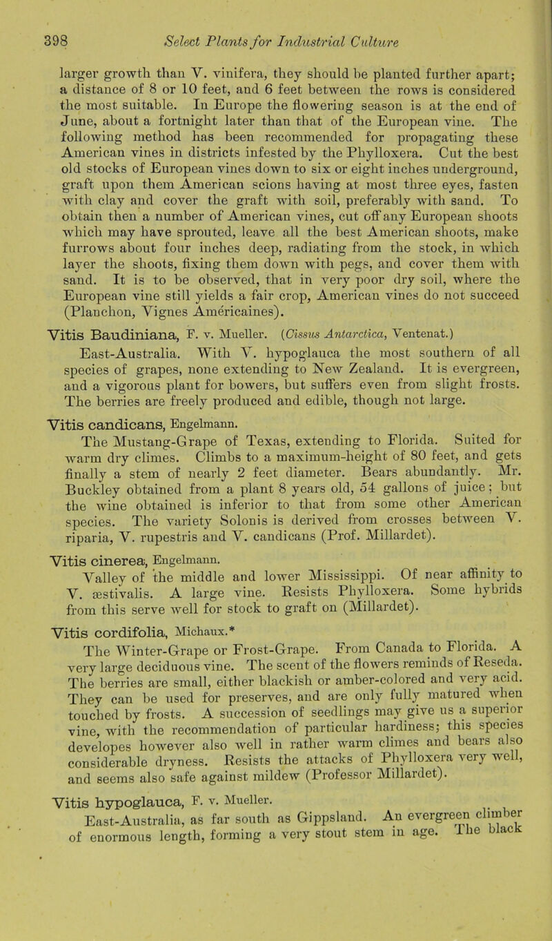 larger growth than Y. vinifera, they should be planted further apart; a distance of 8 or 10 feet, and 6 feet between the rows is considered the most suitable. In Europe the flowering season is at the end of June, about a fortnight later than that of the European vine. The following method has been recommended for propagating these American vines in districts infested by the Phylloxera. Cut the best old stocks of European vines down to six or eight inches underground, graft upon them American scions having at most three eyes, fasten with clay and cover the graft with soil, preferably with sand. To obtain then a number of American vines, cut off any European shoots which may have sprouted, leave all the best American shoots, make furrows about four inches deep, radiating from the stock, in which layer the shoots, fixing them down with pegs, and cover them with sand. It is to be observed, that in very poor dry soil, where the European vine still yields a fair crop, American vines do not succeed (Planchon, Vignes Americaines). Vitis Baudiniana, F. V. Mueller. (Cissus Antarctica, Ventenat.) East-Australia. With Y. hypoglauca the most southern of all species of grapes, none extending to New Zealand. It is evergreen, and a vigorous plant for bowers, but suffers even from slight frosts. The berries are freely produced and edible, though not large. Vitis candicans, Engelmann. The Mustang-Grape of Texas, extending to Florida. Suited for warm dry climes. Climbs to a maximum-height of 80 feet, and gets finally a stem of nearly 2 feet diameter. Bears abundantly. Mr. Buckley obtained from a plant 8 years old, 54 gallons of juice; but the wine obtained is inferior to that from some other American species. The variety Solonis is derived from crosses between \. riparia, V. rupestris and V. candicans (Prof. Millardet). Vitis cinerea, Engelmann. Valley of the middle and lower Mississippi. Of near affinity to V. aestivalis. A large vine. Resists Phylloxera. Some hybiids from this serve well for stock to graft on (Millardet). Vitis cordifolia, Michaux.* The Winter-Grape or Frost-Grape. Irom Canada to Floiida. A very large deciduous vine. The scent of the flowers reminds of Reseda. The berries are small, either blackish or amber-colored and very acid. They can be used for preserves, and are only fully matured when touched by frosts. A succession of seedlings may give us a superior vine, with the recommendation of particular hardiness; this species developes however also well in rather warm climes and bears also considerable dryness. Resists the attacks of Phylloxera very well, and seems also safe against mildew (Professor Millardet). Vitis hypoglauca, F. v. Mueller. East-Australia, as far south as Gippsland. An evergreen climber of enormous length, forming a very stout stem in age. the biacx