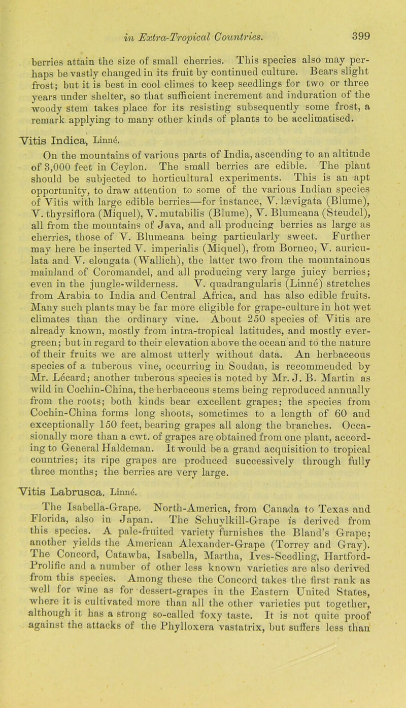 berries attain the size of small cherries. This species also may per- haps be vastly changed in its fruit by continued culture. Bears slight frost; but it is best in cool climes to keep seedlings for two or three years under shelter, so that sufficient increment and induration of the woody stem takes place for its resisting subsequently some frost, a remark applying to many other kinds of plants to be acclimatised. Vitis Indica, Linn4. On the mountains of various parts of India, asceuding to an altitude of 3,000 feet in Ceylon. The small berries are edible. The plant should be subjected to horticultural experiments. This is an apt opportunity, to draw attention to some of the various Indian species of Vitis with large edible berries—for instance, V. laevigata (Blume), V. thyrsiflora (Miquel), V. mutabilis (Blume), V. Blumeana (Steudel), all from the mountains of Java, aud all producing berries as large as cherries, those of V. Blumeana being particularly sweet. Further may here be inserted V. imperialis (Miquel), from Borneo, V. auricu- lata and V. elongata (Wallich), the latter two from the mountainous mainland of Coromandel, and all producing very large juicy berries; even in the jungle-wilderness. V. quadrangularis (Linne) stretches from Arabia to India and Central Africa, and has also edible fruits. Many such plants may be far more eligible for grape-culture in hot wet climates than the ordinary vine. About 250 species of. Vitis are already known, mostly from intra-tropical latitudes, and mostly ever- green; but in regard to their elevation above the ocean and to the nature of their fruits we are almost utterly without data. An herbaceous species of a tuberous vine, occurring in Soudan, is recommended by Mr. Lecard; another tuberous species is noted by Mr. J. B. Martin as wild in Cochin-China, the herbaceous stems being reproduced annually from the roots; both kinds bear excellent grapes; the species from Cochin-China forms long shoots, sometimes to a length of 60 and exceptionally 150 feet, bearing grapes all along the branches. Occa- sionally more than a cwt. of grapes are obtained from one plant, accord- ing to General Haldeman. It would be a grand acquisition to tropical countries; its ripe grapes are produced successively through fully three months; the berries are very large. Vitis Labnisca. Linn4. Ihe Isabella-Grape. North-America, from Canada to Texas and Florida, also in Japan. The Schuylkill-Grape is derived from this species. A pale-fruited variety furnishes the Bland’s Grape; another yields the American Alexander-Grape (Torrey and Gray). Ihe Concord, Catawba, Isabella, Martha, Ives-Seedling, Hartford- Prolific and a number of other less known varieties are also derived from this species. Among these the Concord takes the first rank as well for wine as for dessert-grapes in the Eastern United States, where it is cultivated more than all the other varieties put together, although it has a strong so-called foxy taste. It is not quite proof against the attacks of the Phylloxera vastatrix, but suffers less than