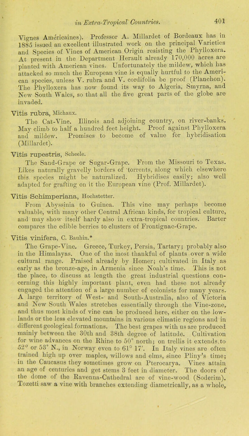 Vignes Americaines). Professor A. Millardet of Bordeaux has in 1885 issued an excellent illustrated Avork on the principal Varieties and Species of Vines of American Origin resisting _tke Phylloxera. At present in the Department Herault already 170,000 acres are planted with American vines. Unfortunately the mildew, Avhich lia,s attacked so much the European vine is equally hurtful to the Ameri- can species, unless V. rubra and V. cordifolia be proof (Planchon). The Phylloxera has uoav found its Avay to Algeria, Smyrna, and New South Wales, so that all the five great parts of the globe are invaded. Vitis rubra, Michaux. The Cat-Vine. Illinois and adjoining country, on river-banks. May climb to half a hundred feet height. Proof against Phylloxera and mildeAV. Promises to become of value for hybridisation (Millardet). Vitis rupestris, Scheele. The Sand-Grape or Sugar-Grape. From the Missouri to Texas. Likes naturally gravelly borders of 'torrents, along Avhich elsewhere this species might be naturalized. Hybridises easily; also Avell adapted for grafting on it the European vine (Prof. Millardet). Vitis Schimperiana, Hocfistetter. From Abyssinia to Guinea. This vine may perhaps become valuable, Avith many other Central African kinds, for tropical culture, and may show itself hardy also in extra-tropical countries. Barter compares the edible berries to clusters of Frontignac-Grape. Vitis vinifera, C. Bauliin.* The Grape-Vine. Greece, Turkey, Persia, Tartary; probably also in the Himalayas. One of the most thankful of plants over a Avide cultural range. Praised already by Homer; cultivated in Italy as early as the bronze-age, in Ai'menia since Noah’s time. This is not the place, to discuss at length the great industrial questions con- cerning this highly important plant, even had these not already engaged the attention of a large number of colonists for many years. A large territory of West- and South-Australia, also of Victoria and NeAv South Wales stretches essentially through the Vine-zone, and thus most kinds of vine can be produced here, either on the low- lands or the less elevated mountains in various climatic regions and in different geological formations. The best grapes Avith us are produced mainly between the 30th and 38th degree of latitude. Cultivation for Avine advances on the Rhine to 50° north; on trellis it extends.to 52° or 53° N., in Norway even to 61° 17'. In Italy vines are often trained high up over maples, Avillows and elms, since Pliny’s time; in the Caucasus they sometimes groAv on Ptorocarya. Vines attain an age of centuries and get stems 3 feet in diameter. The doors of the dome of the Ravenna-Cathedral are of vine-Avood (Soderim). Tozetti saw a vine with branches extending diametrically, as a Avhole,