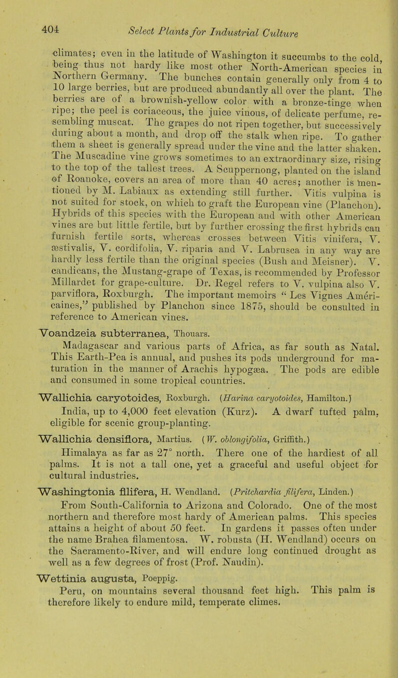 climates; even in the latitude of Washington it succumbs to the cold being thus not hardy like most other North-American species in Northern Germany. The bunches contain generally only from 4 to 10 large berries, but are produced abundantly all over the plant. The berries are of a brownish-yellow color with a bronze-tinge when ripe; the peel is coriaceous, the juice vinous, of delicate perfume, re- sembling muscat. The grapes do not ripen together, but successively dining about a month, and drop off the stalk when ripe. To gather them a sheet is generally spread under the vine and the latter shaken. The Muscadine viue grows sometimes to an extraordinary size, rising to the top of the tallest trees. A Scuppernong, planted on the island of Roanoke, covers an area of more than 40 acres; another is tneu- tioned. by M. Labiaux as extending still further. Yitis vulnina is not suited for stock, on which to graft the European vine (Planchon). Hybrids of this species with the European and with other American vines are but little fertile, but by further crossing the first hybrids can furnish fertile sorts, whereas crosses between Yitis vinifera, Y. mstivalis, Y. cordifolia, V. riparia and V. Labrusca in any way are hardly less fertile than the original species (Bush and Meisner). Y. candicans, the Mustang-grape of Texas, is recommended by Professor Millardet for grape-culture. Dr. Regel refers to V. vulpina also V. parviflora, Roxburgh. The important memoirs “ Les Yignes Ameri- caines/'’ published by Planchon since 1875, should be consulted in reference to American vines. Voandzeia subterranea, Thouars. Madagascar and various parts of Africa, as far south as Natal. This Earth-Pea is annual, and pushes its pods underground for ma- turation in the manner of Arachis hypogma. The pods are edible and consumed in some tropical countries. Wallichia caryotoides, Roxburgh. (Harina caryotokles, Hamilton.) India, up to 4,000 feet elevation (Kurz). A dwarf tufted palm, eligible for scenic group-planting. Wallichia densiflora, Martius. (W. oblongifolia, Griffith.) Himalaya as far as 27° north. There one of the hardiest of all palms. It is not a tall one, yet a graceful and useful object for cultural industries. Washingtonia filifera, H. Wendland. (Pritchardia flifera, Linden.) From South-California to Arizona and Colorado. One of the most northern and therefore most hardy of American palms. This species attains a height of about 50 feet. In gardens it passes often under the name Brahea filamentosa. W. robusta (H. Wendland) occurs on the Sacramento-River, and will endure long continued drought as well as a few degrees of frost (Prof. Naudin). Wettinia align sta, Poeppig. Peru, on mountains several thousand feet high. This palm is therefore likely to endure mild, temperate climes.