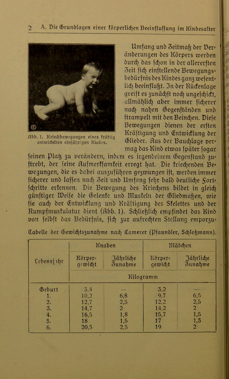 Umfang unb 3eitmaß ber Der* änberungen bes Körpers werben burd) bas fdjon in ber allererften Seit fid) einftellenbe Bewcgungs* bebiirfnis bes Kinbes gan3 wefent* lid) beeinflußt. 3n ber Hüdenlage greift es 3unäd)ft nod) ungefd)itft, allmät)lid) aber immer fid)erer nad) näßen ©egenftänben unb ftrampelt mit ben Beind)en. Diefe Bewegungen bienen ber erften Kräftigung unb ©ntwidlung ber ©lieber. Aus bec Bauchlage ner* mag bas Kinb etwas fpäter fogar feinen piaß 3U ueränberu, inbent es irgenbeiuem ©egenftanb 311* ftrebt, ber feine Hufmerffamfeit erregt ßat. Die fried)cnben Be* wegungen, bie es babei aus3ufüf)ren ge3wungen ift, werben immer fidjerer unb Iaffeu nad) Seit unb Umfang fefyr halb beuüidje $ort* fd)ritte erfennen. Die Bewegung bes Kriechens bilbet in gleid) giinftiger IDeife bie (Mente unb lTTustelu ber ©liebmaßen, wie fie aud) ber (Entwitflung unb Kräftigung bes Sfelettes unb ber Kumpfmusf'ulatur bient (flbb. 1). Schließlich empfinbet bas Kinb uon felbft bas Bebiirfnis, fid} 3m: aufrechten Stellung empor3u* (Tabelle ber ©einid)ts3unal}me nad) Camerer (Pfaunbler, Sd)Ioßmann). £ebensjil}r Knaben HTä5d)en Körper* gereicht 3ähvlid)e 3unat)me Körper* gemid)t 3ährlid)c Sunaßme Kilogramm ©eburt 5,4 3,2 — 1. 10,2 6,8 6,7 6,5 2. 12,7 2,5 12,2 2,5 3. 14,7 2 14,2 2 4. 16,5 1,8 15,7 1,5 5. 18 1,5 17 1,3 6. 20,5 2,5 19 2