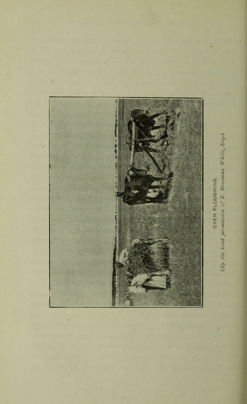 OXEN PLOUGHING. {By the kind permission of R. Brooman White, Esq.)