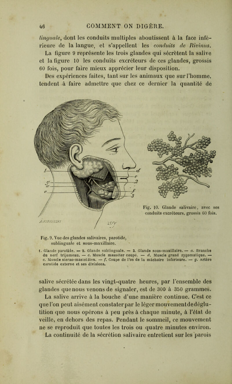 linguale, dont les conduits multiples aboutissent à la face infé- rieure de la langue, et s’appellent les conduits de Rivinus. La figure 9 représente les trois glandes qui sécrètent la salive et la figure 10 les conduits excréteurs de ces glandes, grossis 60 fois, pour faire mieux apprécier leur disposition. Des expériences faites, tant sur les animaux que sur l’homme, tendent à faire admettre que chez ce dernier la quantité de Fig. 9. Vue des glandes salivaires, parotide, sublinguale et sous-maxillaire. 1. Glande parotide. — 2. Glande sublinguale. — 3. Glande sous-maxillaire. — a. Branche du nerf trijumeau. — c. Muscle masséter coupé. — d. Muscle grand zygomatique. — e. Muscle sterno-mastoïdien. — f. Coupe de l’os de la mâchoire inférieure. — g. Artère carotide externe et ses divisions. salive sécrétée dans les vingt-quatre heures, par fensemble des glandes que nous venons de signaler, est de 300 à 350 grammes. La salive arrive à la bouche d’une manière continue. C’est ce que l’on peut aisément constater par le léger mouvementdedéglu- tition que nous opérons à peu près à chaque minute, à l’état de veille, en dehors des repas. Pendant le sommeil, ce mouvement ne se reproduit que toutes les trois ou quatre minutes environ. La continuité de la sécrétion salivaire entretient sur les parois