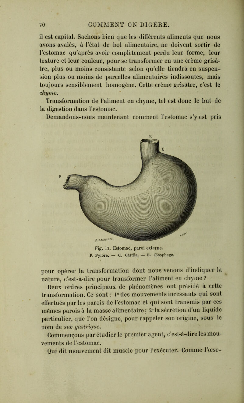 il est capital. Sachons bien que les différents aliments que nous avons avalés, à l’état de bol alimentaire, ne doivent sortir de l’estomac qu’après avoir complètement perdu leur forme, leur texture et leur couleur, pour se transformer en une crème grisâ- tre, plus ou moins consistante selon qu’elle tiendra en suspen- sion plus ou moins de parcelles alimentaires indissoutes, mais toujours sensiblement homogène. Cette crème grisâtre, c’est le chyme. Transformation de l’aliment en chyme, tel est donc le but de la digestion dans l’estomac. Demandons-nous maintenant comment l’estomac s’y est pris E Fig. 12. Estomac, paroi externe. P. Pylore. — C. Cardia. — E. Œsophage. pour opérer la transformation dont nous venons d’indiquer la nature, c’est-à-dire pour transformer l’aliment en chyme ? Deux ordres principaux de phénomènes ont présidé à cette transformation. Ce sont : 1° des mouvements incessants qui sont effectués par les parois de l’estomac et qui sont transmis par ces mêmes parois à la masse alimentaire; 2°la sécrétion d’un liquide particulier, que l’on désigne, pour rappeler son origine, sous le nom de suc gastrique. Commençons par étudier le premier agent, c’est-à-dire les mou- vements de l’estomac. Qui dit mouvement dit muscle pour l’exécuter. Comme l’œso-