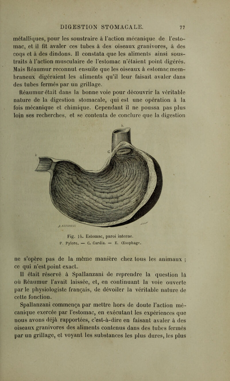 métalliques, pour les soustraire à l’action mécanique de l’esto- mac, et il fit avaler ces tubes à des oiseaux granivores, à des coqs et à des dindons. 11 constata que les aliments ainsi sous- traits à l’action musculaire de l’estomac n’étaient point digérés. Mais Réaumur reconnut ensuite que les oiseaux à estomac mem- braneux digéraient les aliments qu’il leur faisait avaler dans des tubes fermés par un grillage. Réaumur était dans la bonne voie pour découvrir la véritable nature de la digestion stomacale, qui est une opération à la fois mécanique et chimique. Cependant il ne poussa pas plus loin ses recherches, et se contenta de conclure que la digestion K Fig. 14. Estomac, paroi interne. P. Pylore. — C. Cardia. — E. Œsophage. ne s’opère pas de la même manière chez tous les animaux ; ce qui n’est point exact. Il était réservé à Spallanzani de reprendre la question là où Réaumur l’avait laissée, et, en continuant la voie ouverte par le physiologiste français, de dévoiler la véritable nature de cette fonction. Spallanzani commença par mettre hors de doute l’action mé- canique exercée par l’estomac, en exécutant les expériences que nous avons déjà rapportées, c’est-à-dire en faisant avaler à des oiseaux granivores des aliments contenus dans des tubes fermés par un grillage, et voyant les substances les plus dures, les plus