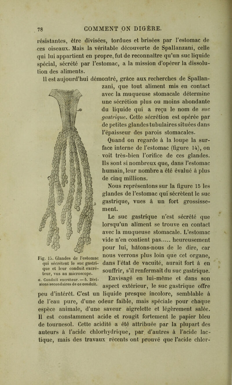 résistantes, êlre divisées, tordues et brisées par l’estomac de ces oiseaux. Mais la véritable découverte de Spallanzani, celle qui lui appartient en propre, fut de reconnaître qu’un suc liquide spécial, sécrété par l’estomac, a la mission d’opérer la dissolu- tion des aliments. 11 est aujourd’hui démontré, grâce aux recherches de Spallan- zani, que tout aliment mis en contact avec la muqueuse stomacale détermine une sécrétion plus ou moins abondante du liquide qui a reçu le nom de suc gastrique. Cette sécrétion est opérée par de petites glandes tubulaires situées dans l’épaisseur des parois stomacales. Quand on regarde à la loupe la sur- face interne de l’estomac (figure 14), on voit très-bien l’orifice de ces glandes. Ils sont si nombreux que, dans l’estomac humain, leur nombre a été évalué à plus de cinq millions. Nous représentons sur la figure 15 les glandes de l’estomac qui sécrètent le suc gastrique, vues à un fort grossisse- ment. Le suc gastrique n’est sécrété que lorsqu’un aliment se trouve en contact avec la muqueuse stomacale. L’estomac vide n’en contient pas heureusement pour lui, hâtons-nous de le dire, car . nous verrons plus loin que cet organe, - dans l’état de vacuité, aurait fort à en souffrir, s’il renfermait du suc gastrique. Envisagé en lui-même et dans son aspect extérieur, le suc gastrique offre î liquide presque incolore, semblable à de l’eau pure, d’une odeur faible, mais spéciale pour chaque espèce animale, d’une saveur aigrelette et légèrement salée. Il est constamment acide et rougit fortement le papier bleu de tournesol. Cette acidité a été attribuée par la plupart des auteurs à l’acide chlorhydrique, par d’autres à l’acide lac- tique, mais des travaux récents ont prouvé que l’acide chlor- Fig. 15. Glandes de l’estoma( qui sécrètent le suc gastri- que et leur conduit excré- teur, vus au microscope. a. Conduit excréteur. — b. Divi sions secondaires de ce conduit. peu d’intérêt. C’est ui