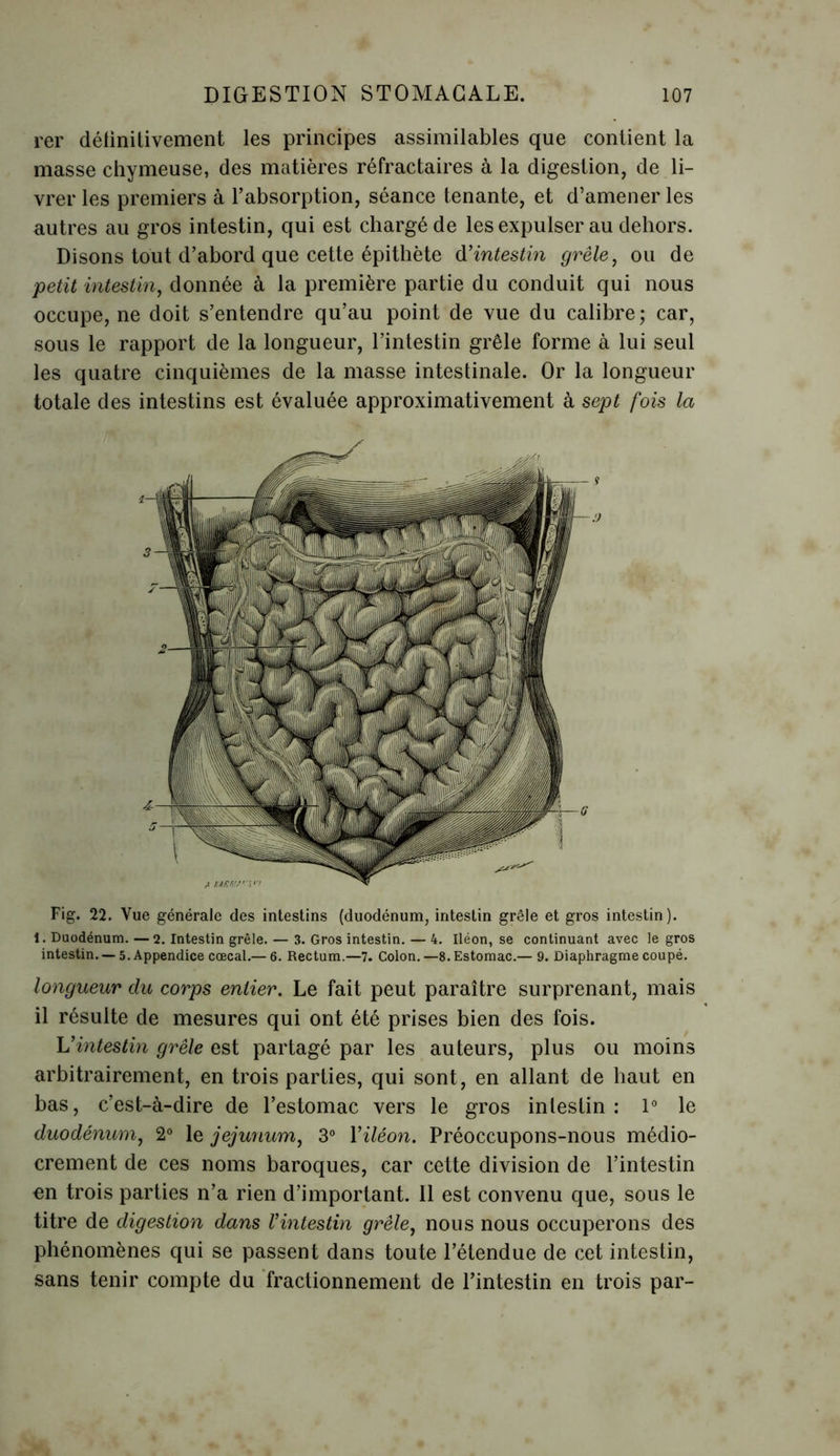 rer délinitivement les principes assimilables que contient la masse chymeuse, des matières réfractaires à la digestion, de li- vrer les premiers à l’absorption, séance tenante, et d’amener les autres au gros intestin, qui est chargé de les expulser au dehors. Disons tout d’abord que cette épithète d’intestin grêle, ou de petit intestin, donnée à la première partie du conduit qui nous occupe, ne doit s’entendre qu’au point de vue du calibre ; car, sous le rapport de la longueur, l’intestin grêle forme à lui seul les quatre cinquièmes de la masse intestinale. Or la longueur totale des intestins est évaluée approximativement à sept fois la Fig. 22. Vue générale des intestins (duodénum, intestin grêle et gros intestin). 1. Duodénum. —2. Intestin grêle. — 3. Gros intestin. — 4. Iléon, se continuant avec le gros intestin. —5. Appendice cœcal.— 6. Rectum.—7. Colon.—8. Estomac.— 9. Diaphragme coupé. longueur du corps entier. Le fait peut paraître surprenant, mais il résulte de mesures qui ont été prises bien des fois. intestin grêle est partagé par les auteurs, plus ou moins arbitrairement, en trois parties, qui sont, en allant de haut en bas, c’est-à-dire de l’estomac vers le gros intestin: 1° le duodénum, 2° le jéjunum, 3° l’iléon. Préoccupons-nous médio- crement de ces noms baroques, car cette division de l’intestin on trois parties n’a rien d’important. Il est convenu que, sous le titre de digestion dans l’intestin grêle, nous nous occuperons des phénomènes qui se passent dans toute l’étendue de cet intestin, sans tenir compte du fractionnement de l’intestin en trois par-