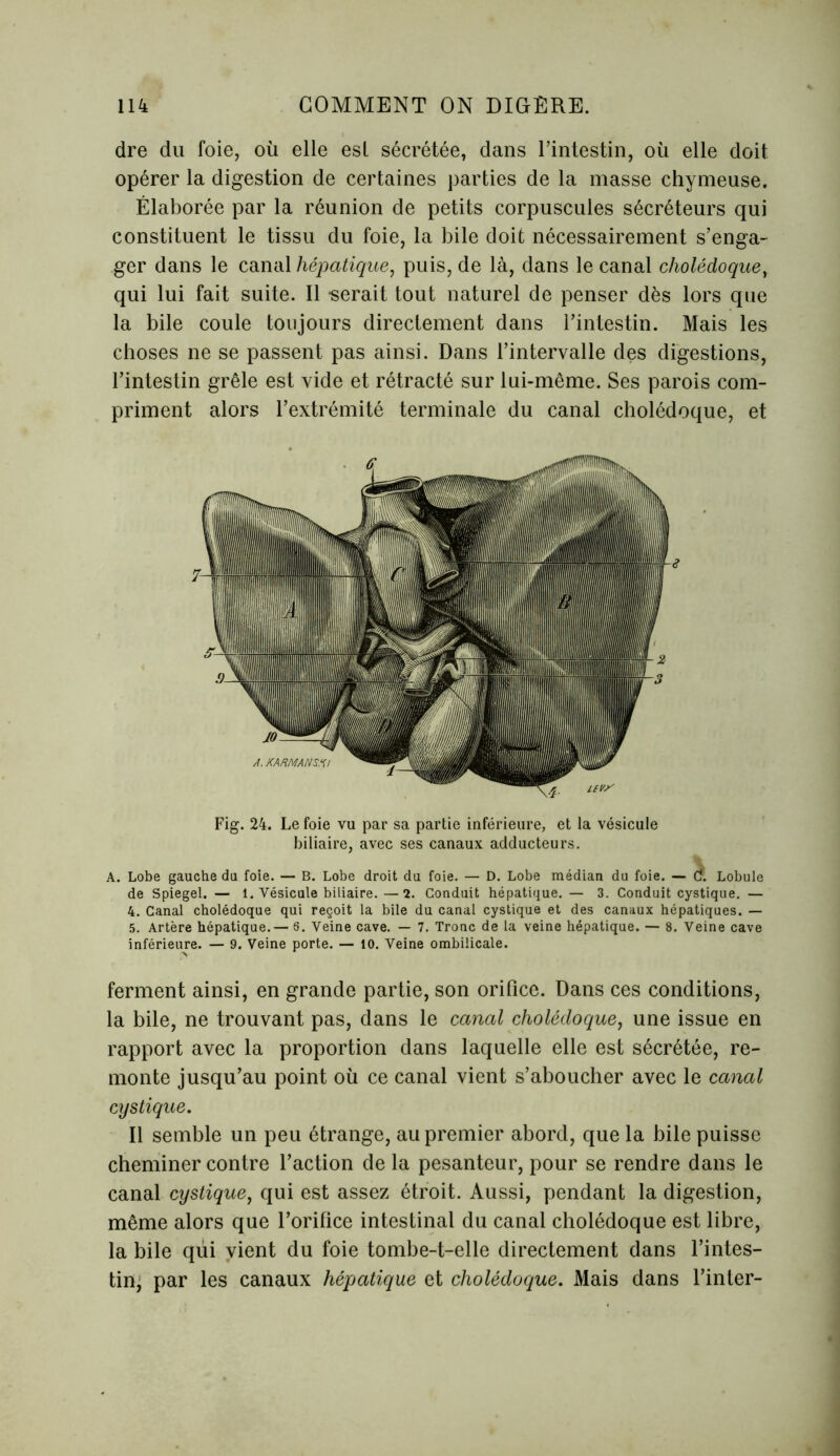 dre du foie, où elle esl sécrétée, dans l’intestin, où elle doit opérer la digestion de certaines parties de la masse chymeuse. Élaborée par la réunion de petits corpuscules sécréteurs qui constituent le tissu du foie, la bile doit nécessairement s’enga- ger dans le canal hépatique, puis, de là, dans le canal cholédoque, qui lui fait suite. Il -serait tout naturel de penser dès lors que la bile coule toujours directement dans l’intestin. Mais les choses ne se passent pas ainsi. Dans l’intervalle des digestions, l’intestin grêle est vide et rétracté sur lui-même. Ses parois com- priment alors l’extrémité terminale du canal cholédoque, et Fig. 24. Le foie vu par sa partie inférieure, et la vésicule biliaire, avec ses canaux adducteurs. A. Lobe gauche du foie. — B. Lobe droit du foie. — D. Lobe médian du foie. — d. Lobule de Spiegel. — 1. Vésicule biliaire.—2. Conduit hépatique.— 3. Conduit cystique. — 4. Canal cholédoque qui reçoit la bile du canal cystique et des canaux hépatiques. — 5. Artère hépatique.— 6. Veine cave. — 7. Tronc de la veine hépatique. — 8. Veine cave inférieure. — 9. Veine porte. — 10. Veine ombilicale. ferment ainsi, en grande partie, son orifice. Dans ces conditions, la bile, ne trouvant pas, dans le canal cholédoque, une issue en rapport avec la proportion dans laquelle elle est sécrétée, re- monte jusqu’au point où ce canal vient s’aboucher avec le canal cystique. Il semble un peu étrange, au premier abord, que la bile puisse cheminer contre l’action de la pesanteur, pour se rendre dans le canal cystique, qui est assez étroit. Aussi, pendant la digestion, même alors que l’orifice intestinal du canal cholédoque est libre, la bile qui vient du foie tombe-t-elle directement dans l’intes- tin, par les canaux hépatique et cholédoque. Mais dans l’inter-