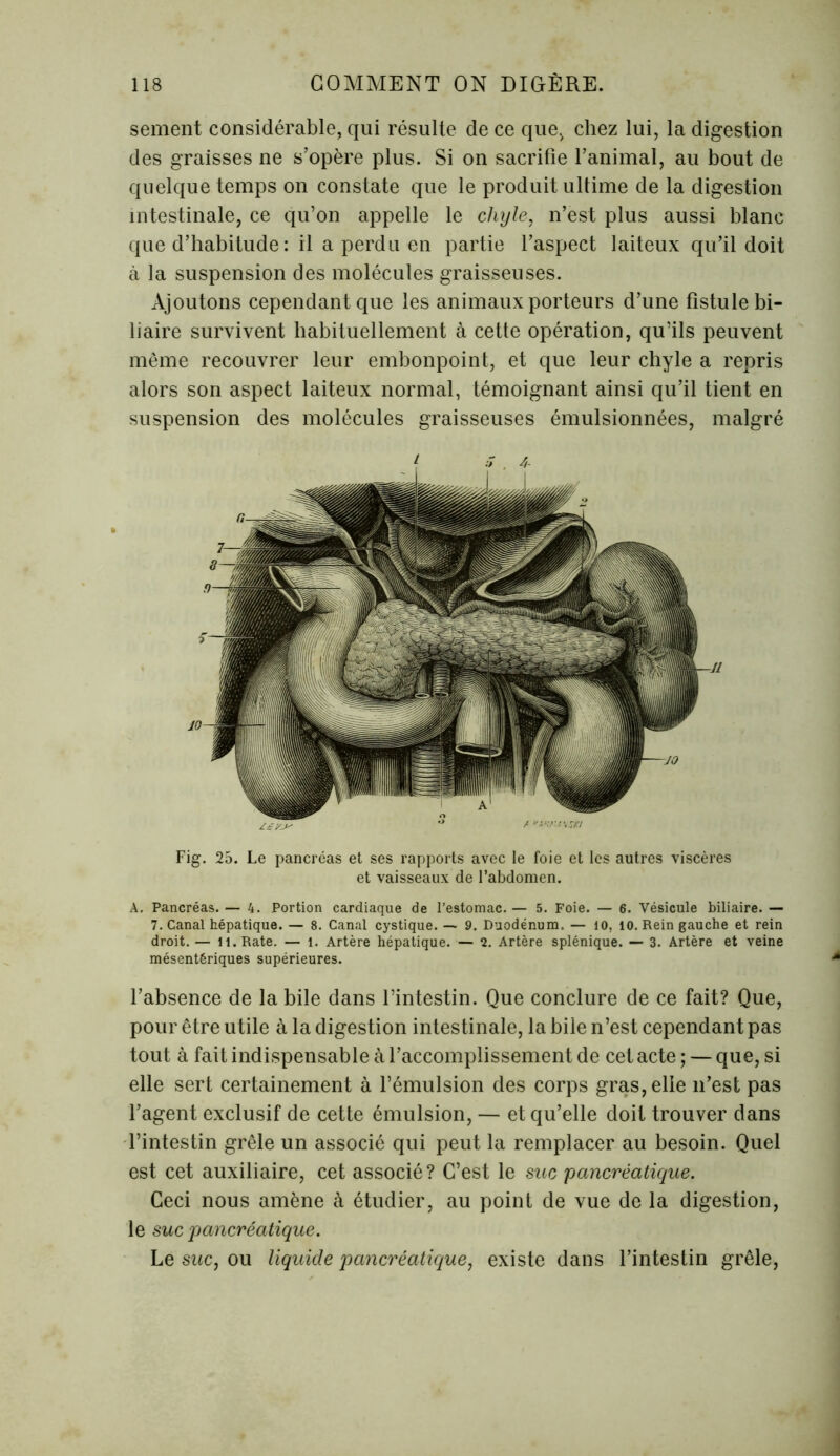 sement considérable, qui résulte de ce que, chez lui, la digestion des graisses ne s’opère plus. Si on sacrifie l’animal, au bout de quelque temps on constate que le produit ultime de la digestion intestinale, ce qu’on appelle le chyle, n’est plus aussi blanc que d’habitude: il a perdu en partie l’aspect laiteux qu’il doit à la suspension des molécules graisseuses. Ajoutons cependant que les animaux porteurs d’une fistule bi- liaire survivent habituellement à cette opération, qu’ils peuvent même recouvrer leur embonpoint, et que leur chyle a repris alors son aspect laiteux normal, témoignant ainsi qu’il tient en suspension des molécules graisseuses émulsionnées, malgré Fig. 25. Le pancréas et ses rapports avec le foie et les autres viscères et vaisseaux de l’abdomen. A. Pancréas. — 4. Portion cardiaque de l’estomac.— 5. Foie. — 6. Vésicule biliaire. — 7. Canal hépatique. — 8. Canal cystique. — 9. Duodénum. — 10, 10. Rein gauche et rein droit. — il. Rate. — l. Artère hépatique. — 2. Artère splénique. — 3. Artère et veine mésentériques supérieures. l’absence de la bile dans l’intestin. Que conclure de ce fait? Que, pour être utile à la digestion intestinale, la bile n’est cependant pas tout à fait indispensable à l’accomplissement de cet acte; — que, si elle sert certainement à l’émulsion des corps gras, elle n’est pas l’agent exclusif de cette émulsion, — et qu’elle doit trouver dans l’intestin grêle un associé qui peut la remplacer au besoin. Quel est cet auxiliaire, cet associé? C’est le suc pancréatique. Ceci nous amène à étudier, au point de vue de la digestion, le suc pancréatique. Le suc, ou liquide pancréatique, existe dans l’intestin grêle,