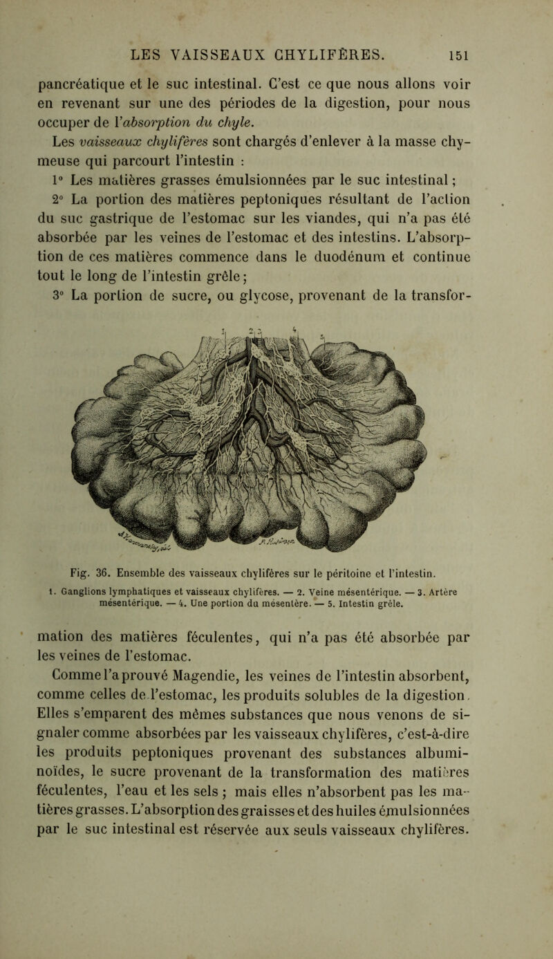 pancréatique et le suc intestinal. C’est ce que nous allons voir en revenant sur une des périodes de la digestion, pour nous occuper de 1 ’ absorption du chyle. Les vaisseaux chylifères sont chargés d’enlever à la masse chy- meuse qui parcourt l’intestin : 1° Les matières grasses émulsionnées par le suc intestinal ; 2° La portion des matières peptoniques résultant de l’aclion du suc gastrique de l’estomac sur les viandes, qui n’a pas été absorbée par les veines de l’estomac et des intestins. L’absorp- tion de ces matières commence dans le duodénum et continue tout le long de l’intestin grêle; 3° La portion de sucre, ou glycose, provenant de la transfor- Fig. 36. Ensemble des vaisseaux chylifères sur le péritoine et l’intestin. 1. Ganglions lymphatiques et vaisseaux chylifères. — 2. Veine mésentérique. — 3. Artère mésentérique. —4. Une portion du mésentère. ’— 5. Intestin grêle. mation des matières féculentes, qui n’a pas été absorbée par les veines de l’estomac. Comme l’a prouvé Magendie, les veines de l’intestin absorbent, comme celles de l’estomac, les produits solubles de la digestion. Elles s’emparent des mêmes substances que nous venons de si- gnaler comme absorbées par les vaisseaux chylifères, c’est-à-dire les produits peptoniques provenant des substances albumi- noïdes, le sucre provenant de la transformation des matières féculentes, l’eau et les sels ; mais elles n’absorbent pas les ma- tières grasses. L’absorption des graisses et des huiles émulsionnées par le suc intestinal est réservée aux seuls vaisseaux chylifères.