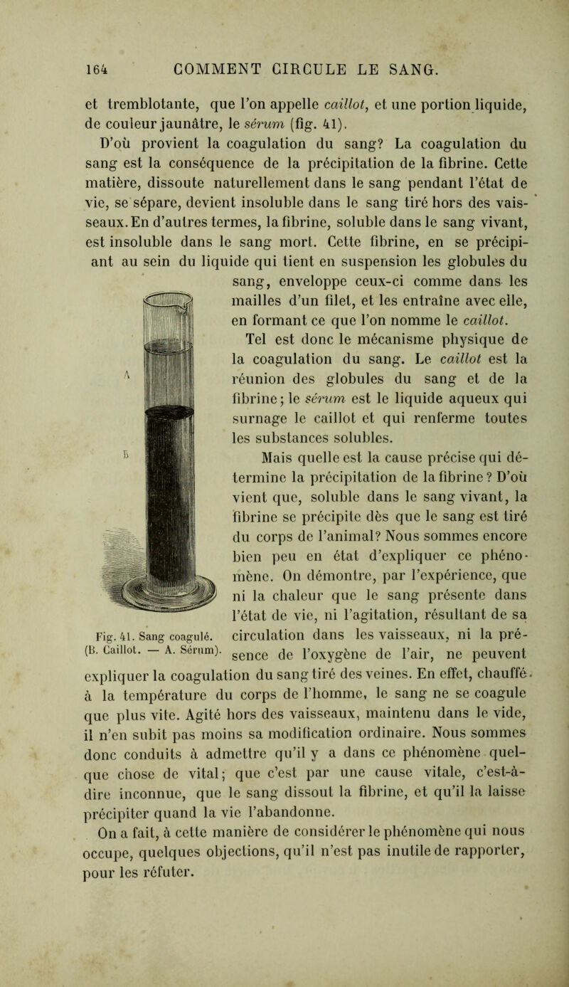 et tremblotante, que Ton appelle caillot, et une portion liquide, de couleur jaunâtre, Je sérum (fig. 41), D’où provient la coagulation du sang? La coagulation du sang est la conséquence de la précipitation de la fibrine. Cette matière, dissoute naturellement dans le sang pendant l’état de vie, se sépare, devient insoluble dans le sang tiré hors des vais- seaux. En d’autres termes, la fibrine, soluble dans le sang vivant, est insoluble dans le sang mort. Cette fibrine, en se précipi- ant au sein du liquide qui tient en suspension les globules du sang, enveloppe ceux-ci comme dans les mailles d’un filet, et les entraîne avec elle, en formant ce que l’on nomme le caillot. Tel est donc le mécanisme physique de la coagulation du sang. Le caillot est la réunion des globules du sang et de la fibrine; le sérum est le liquide aqueux qui surnage le caillot et qui renferme toutes les substances solubles. Mais quelle est la cause précise qui dé- termine la précipitation de la fibrine? D’où vient que, soluble dans le sang vivant, la fibrine se précipite dès que le sang est tiré du corps de l’animal? Nous sommes encore bien peu en état d’expliquer ce phéno- mène. On démontre, par l’expérience, que ni la chaleur que le sang présente dans l’état de vie, ni l’agitation, résultant de sa circulation dans les vaisseaux, ni la prê- te. Caillot. — A. Sérum). gence de l’oxygène de l’air, ne peuvent expliquer la coagulation du sang tiré des veines. En effet, chauffé, à la température du corps de l’homme, le sang ne se coagule que plus vite. Agité hors des vaisseaux, maintenu dans le vide, il n’en subit pas moins sa modification ordinaire. Nous sommes donc conduits à admettre qu’il y a dans ce phénomène quel- que chose de vital; que c’est par une cause vitale, c’est-à- dire inconnue, que le sang dissout la fibrine, et qu’il la laisse précipiter quand la vie l’abandonne. On a fait, à cette manière de considérer le phénomène qui nous occupe, quelques objections, qu’il n’est pas inutile de rapporter, pour les réfuter. Fig. 41. Sang coagulé.