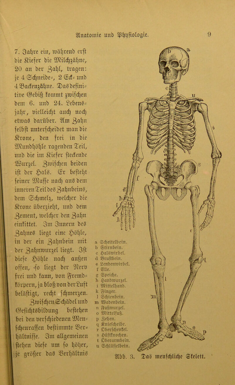 7. 3al)re ein, wiiljrenb er ft bie tiefer bie 9Jitld)$äl)ne, 20 an ber 3QfyC tragen: je 4 ©djtteibe*, 2 (Scf* mtb 4 53acfenjät)ne. 3)aS befind tibe @ebiß lontmt jwifd)en bent 6. mtb 24. ?ebenb= jat)r, öielleidjt aitcf) nod) etwas barüber. 5(m Bal)n felbft unterfdjeibet matt bie $rone, ben frei tn bie SJJlnnbfyöfjle ragettben Xeil, unb bie im tiefer ftedenbe SBurjet. 3ll,M^en t>eiben ift ber £>al3. @r beftetjt feiner 50caffe nad) attö bent inneren £eilbe$3afjttf>ein§, bem @d)meß, welcher bie .^rone überjieljt, mtb bem 3ement, welcher ben 3Qt)n einfittet. 3m 3nnern beS 3at)neS liegt eine £>öl)le, in ber ein 3a^n^e^n m*t ber 3^nWnrjet liegt. 3ft biefe £>öl)le nad) außen offen, *fo liegt ber -Jierü frei unb f'ann, bon ffrernb* förpern, ja bloß öon ber Suft beläftigt, recfjt fdjmerjen. 3wifd)ett©d)äbelitnb ©efidjtSbilbung befteljen bei ben berfdjiebenen SUiem fdjenr affen beftimmte 93er* t)ältniffe. 3m allgemeinen ftebjen biefe um fo l)öl)er, I je größer baS 53erl)ältni8 a Sdjeitelbein. b Stirnbein, c .&al§nnrbet. d S3ruftbein. e ßcnbcmuirbel. f ©He. g ©peidje. h ßanbimtrget. i üOtittetfjanb. k ginger. ] ©djienbein. m Söabenbein. n gußhmrjjel. o Sftittelfufj. P Sel)en. q Sniefd)eibc. r Oberfdjentel. s .fmftfnodjcn. t Oberarmbein, u ©djlüffelBeitt. 2lbb. 3. Sag menfrfiürtje Sfclett.
