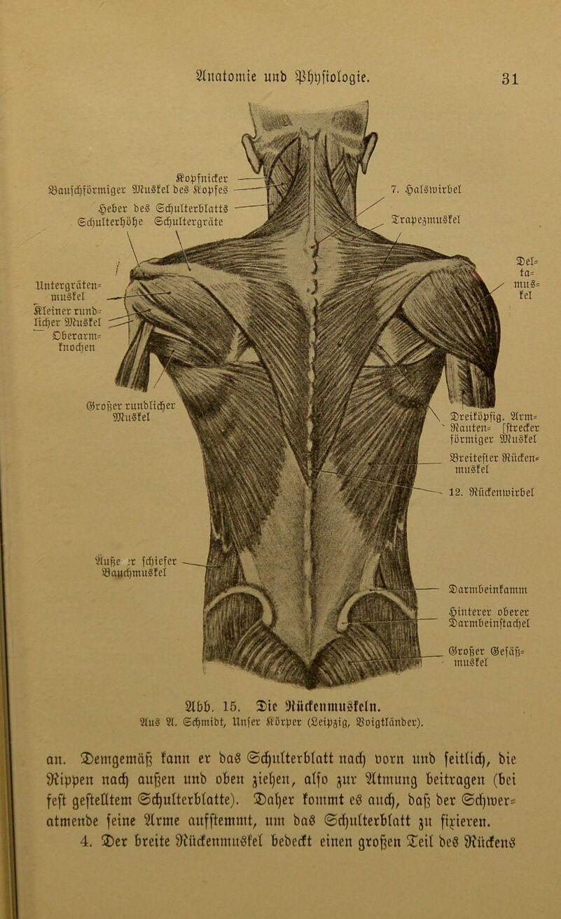 2iuße ;r ftffiefer 93aucf>mu§fel SDreiföpftg. 2frm= 9{auten= [ftrecfer förmiger 9Jht?fet 23reitefier Stiicfen* mitSfel 12. StücfeitloirM ©armbeinfamm Hinterer oberer ©armbeinftadfel ©roffer @efüfj= muSfel Stopfnider SSaufdfförmiger 9Jhi?feI be§ Stopfe? £eber be§ (Schulterblatt? ©cpufterBö^e ©cffultergrüte 7. .palSiuirbel ©rapeäuutSfel Untergräten= mu?fel kleiner runb= lieber SDhtSfel £6erorm= fnocfjen ©roher runblidjer SJtuSfel ®et= ta= mu?= fei 2tbb. 15. 2)ie Iftücfemmiäfclii. 2tu? 21. ©dfmibt, Uitfer Störpcr (Setpjig, SSoigtlänbcr). an. demgemäß fann er ba8 ©djutterbtatt nad) born unb feitlid), bie Rippen nad) außen unb oben jteljen, alfo jur Atmung beitragen (bei feft gefteUtem ©cßulterbtatte). ®al)er fontmt eö aitcf), baß ber ©df)U>er= atmenbe feine 2(rme aufftemmt, um ba8 ©djutterbtatt jit fixieren. 4. 3)er breite 9?ücfenmu8fet bebeeft einen großen STeil bc8 9iücfen8